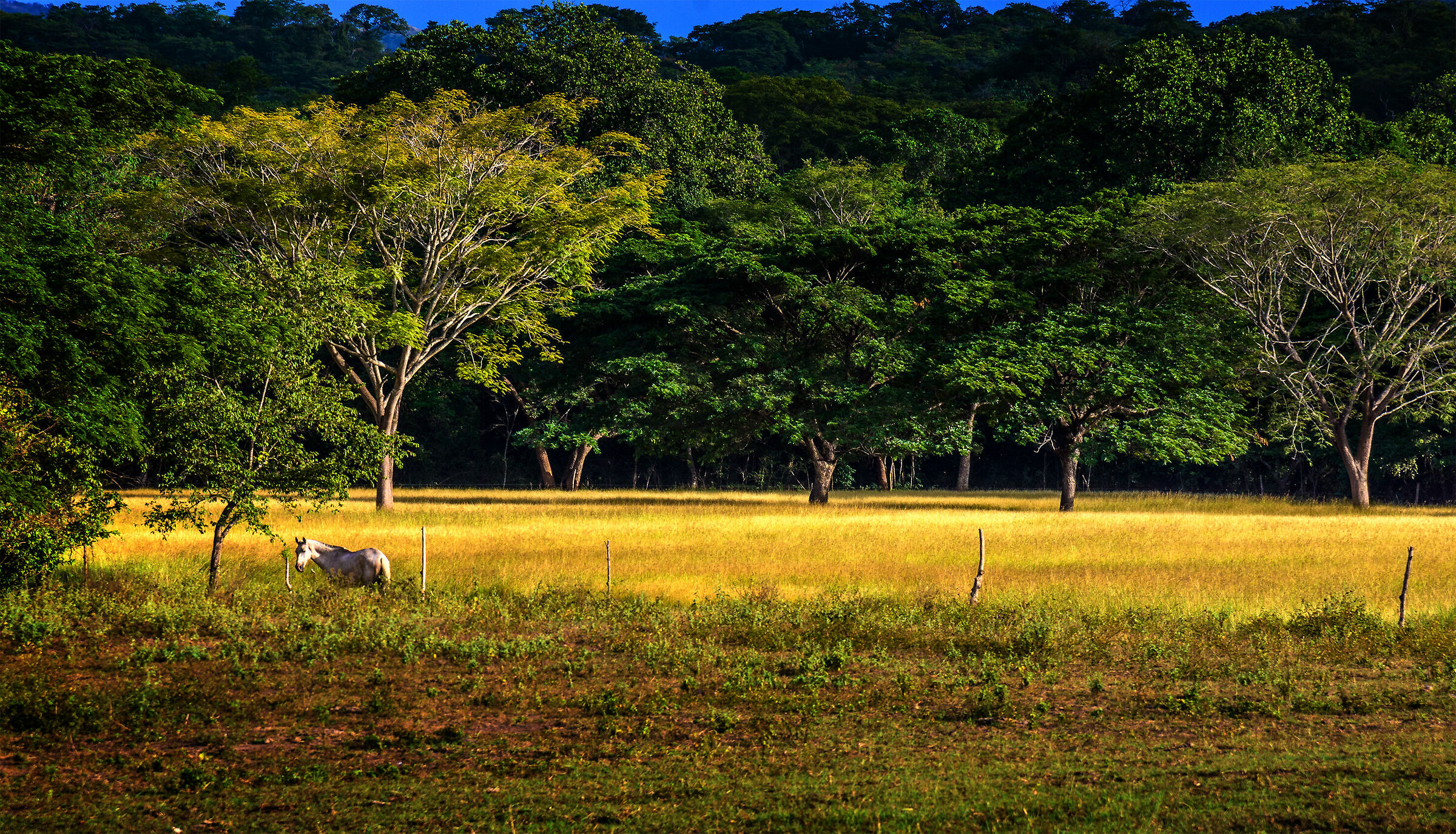 Puesta del sol en la finca