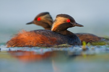 Podiceps nigricollis