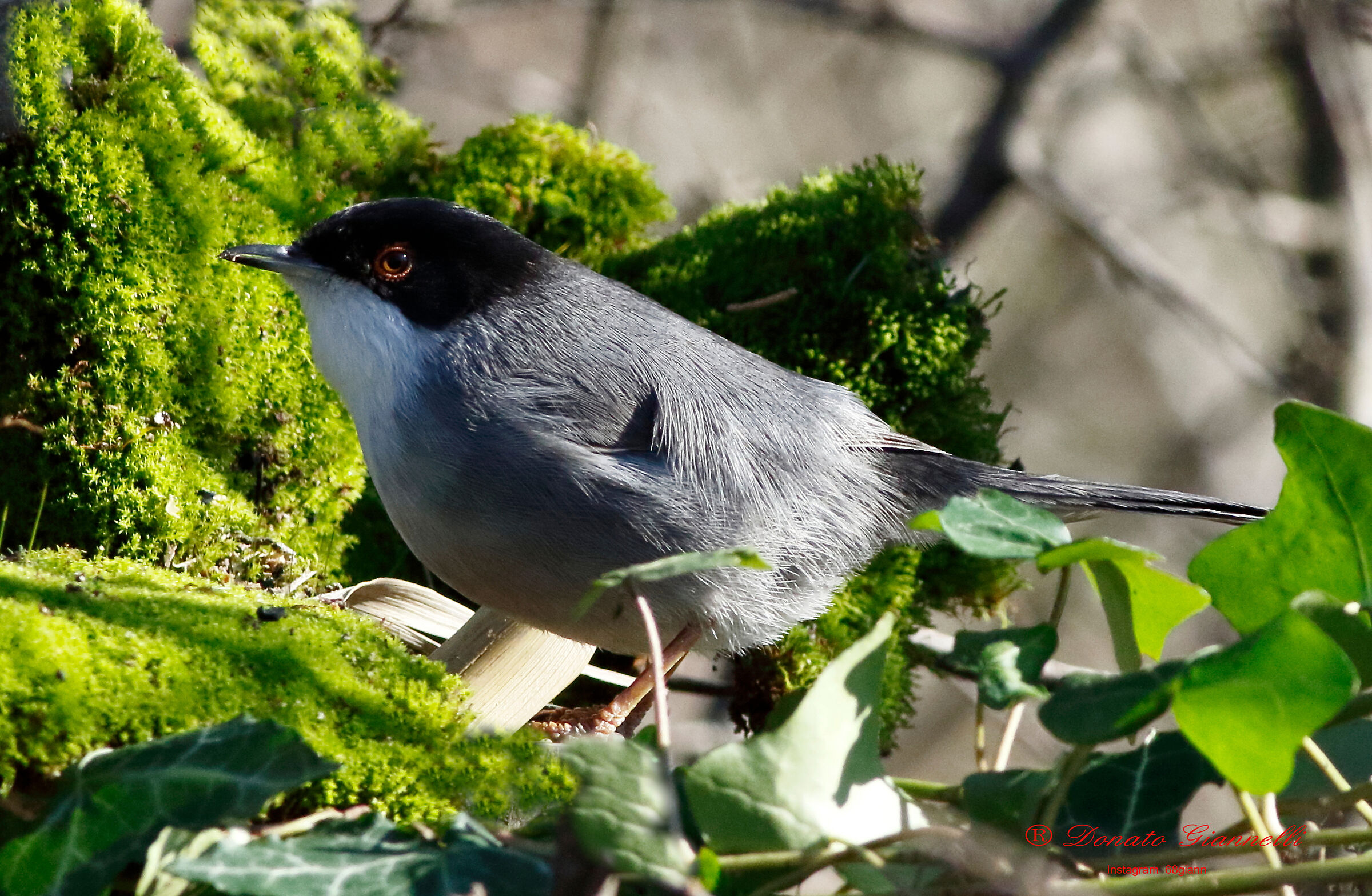 Eyeeye, Sixth plain park F.no (Fi)