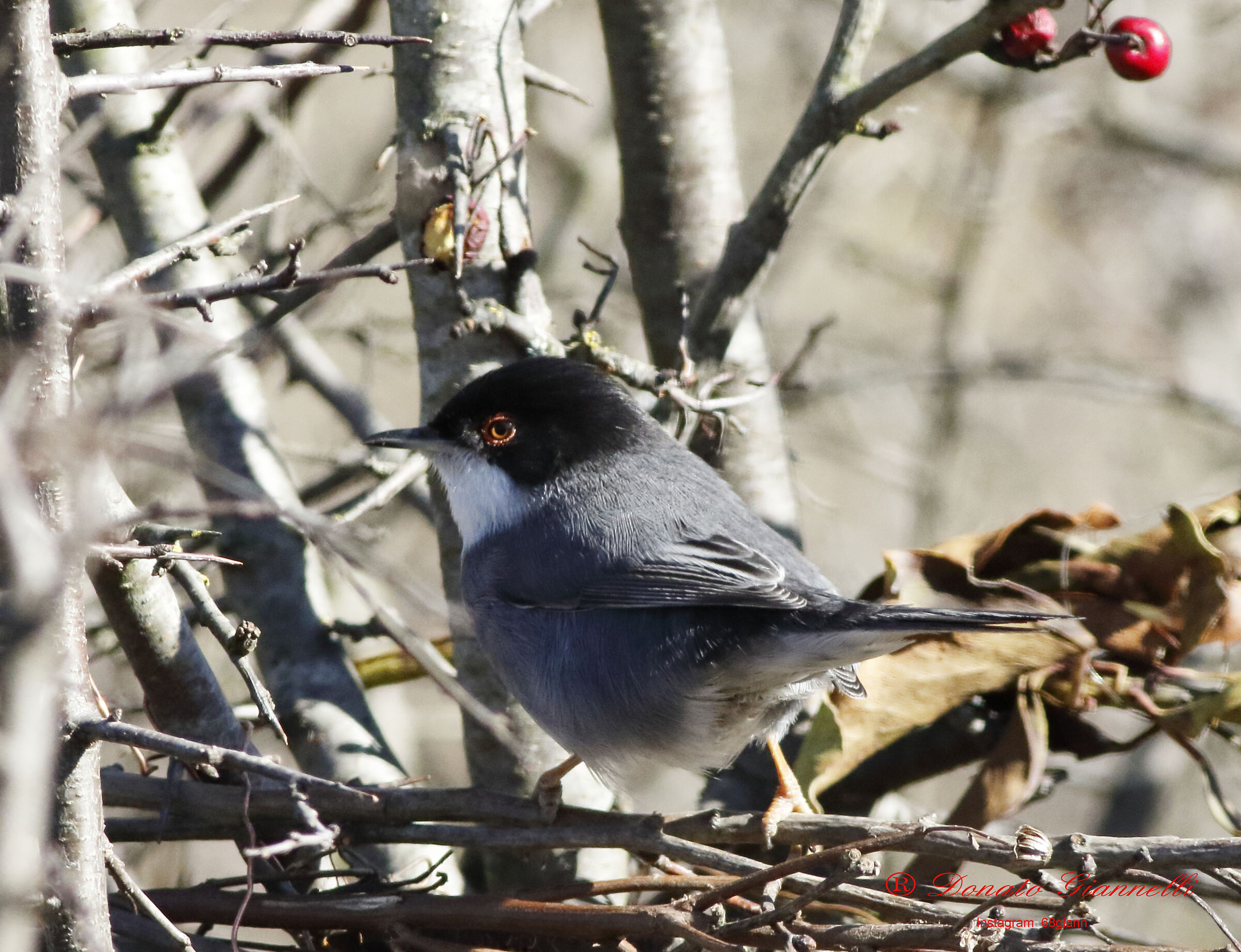 Eyeeye, Sixth plain park F.no (Fi)