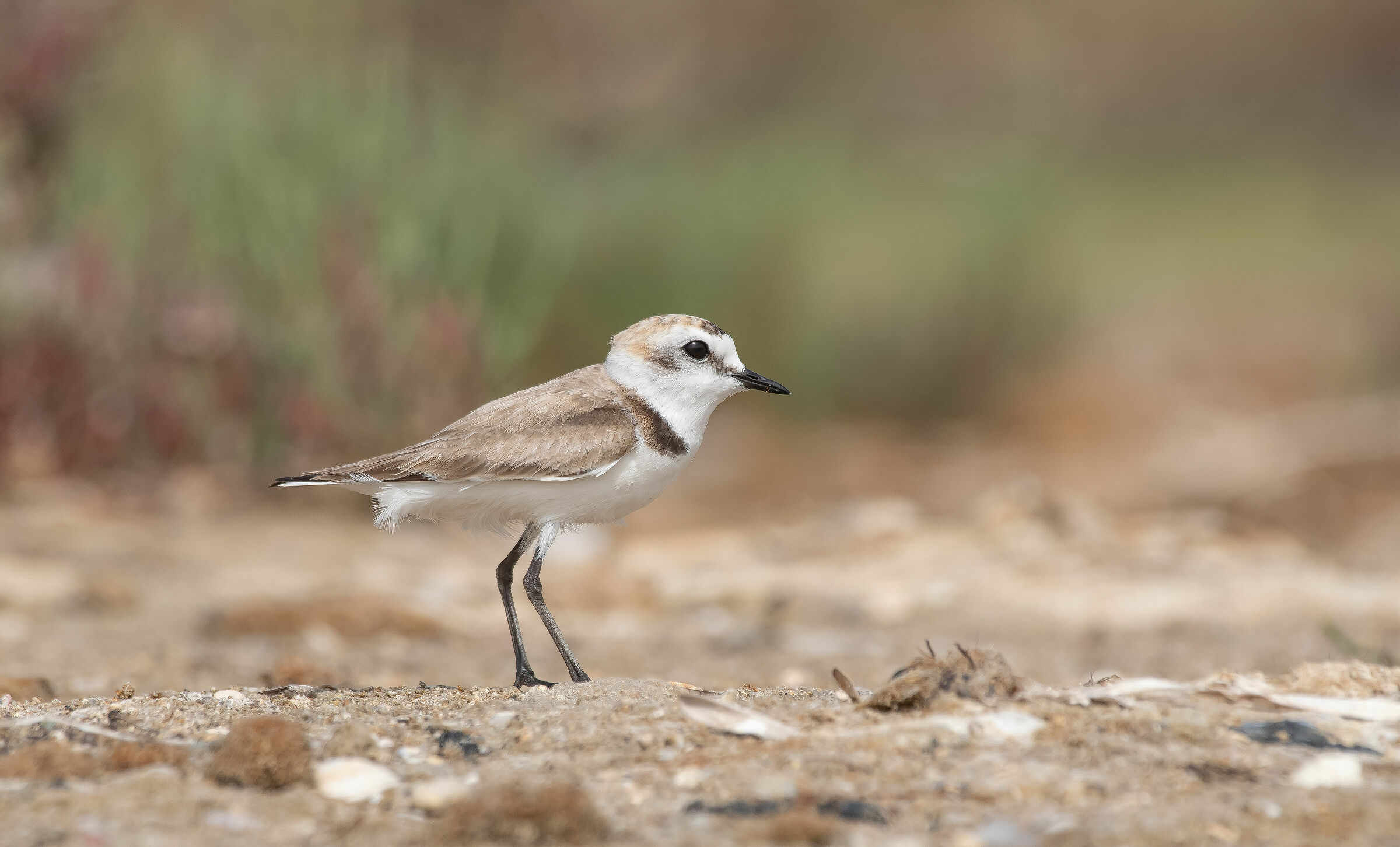 Waiting for the return of the Fratino