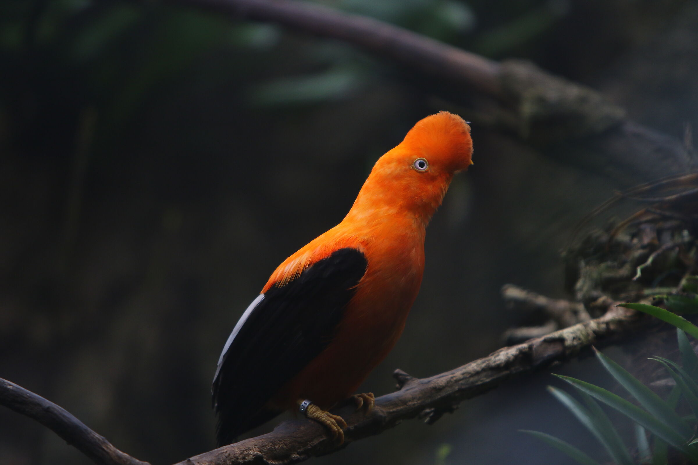 Il galletto di roccia