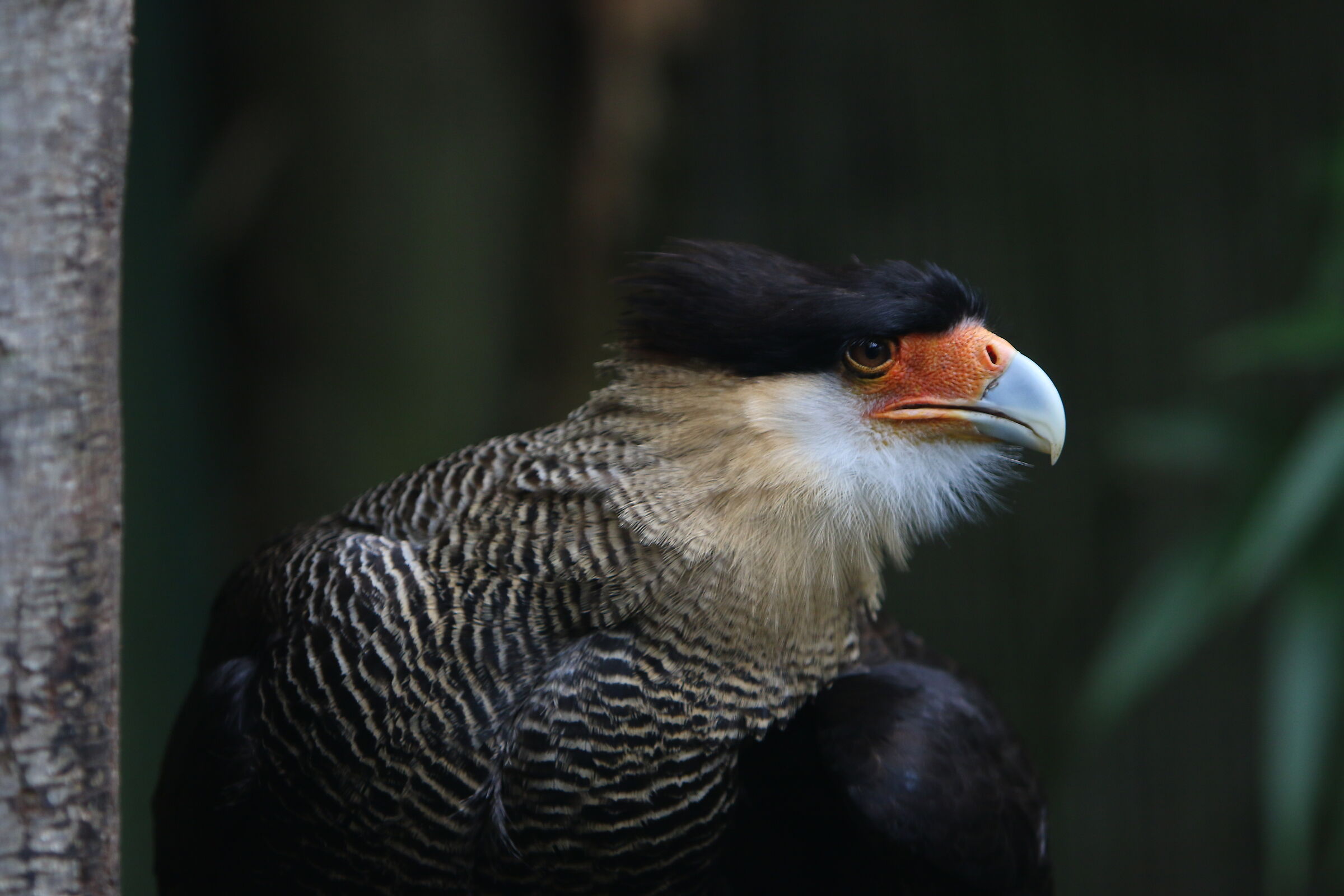 Caracara crestato