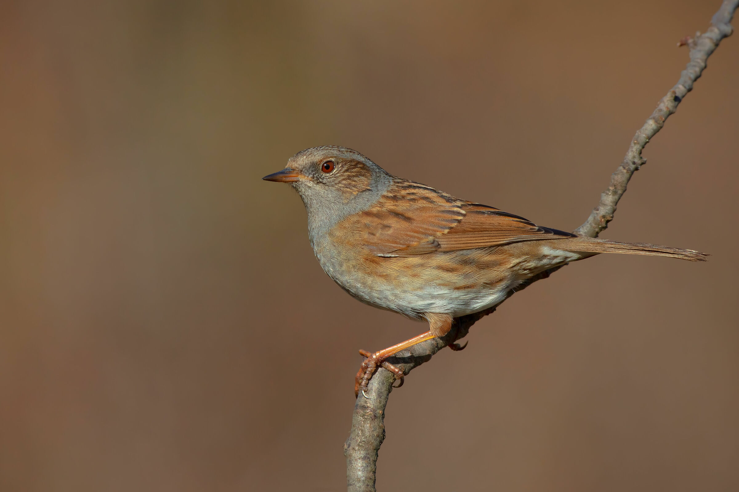 Passera scopaiola (su posatoio)
