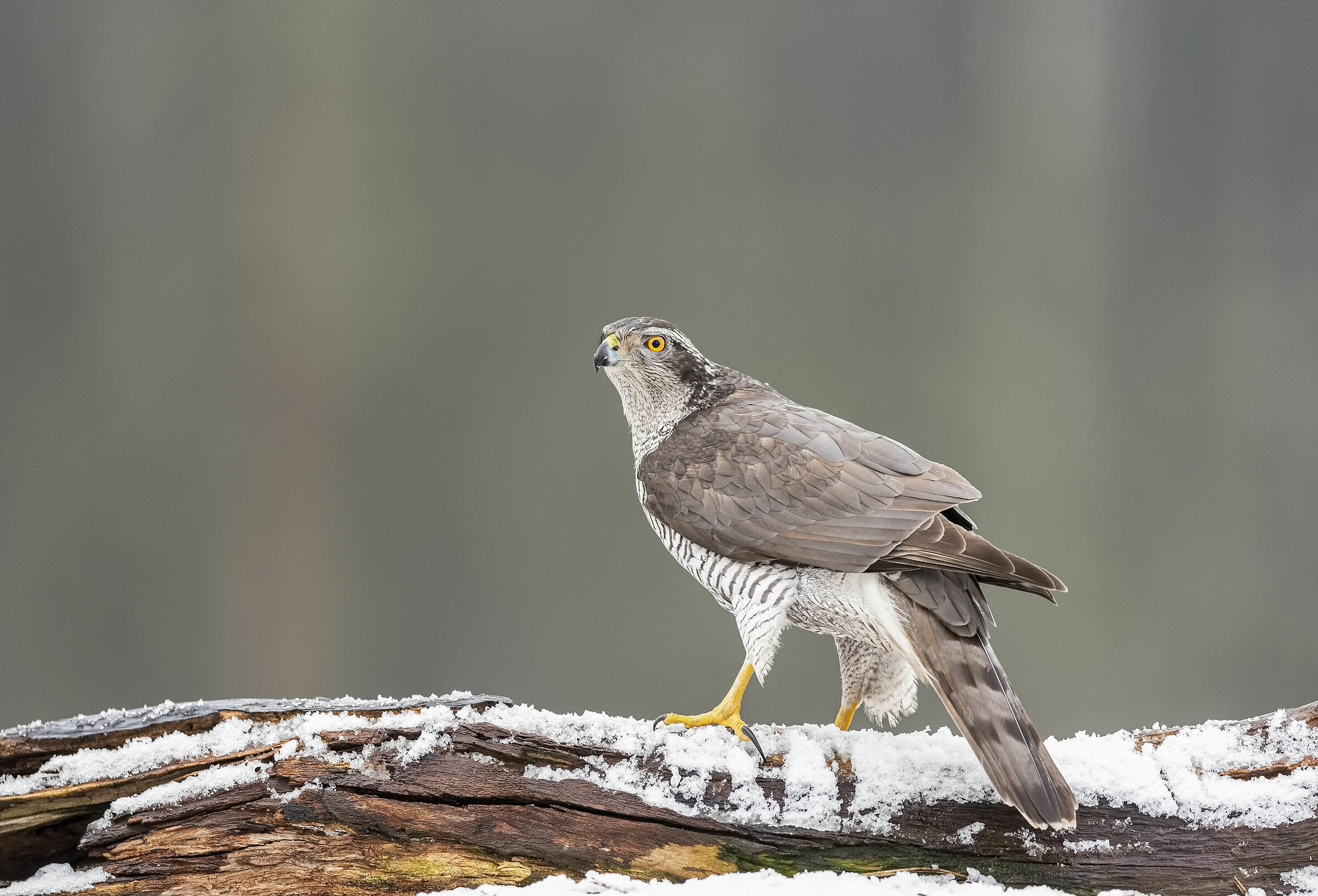 Goshawk
