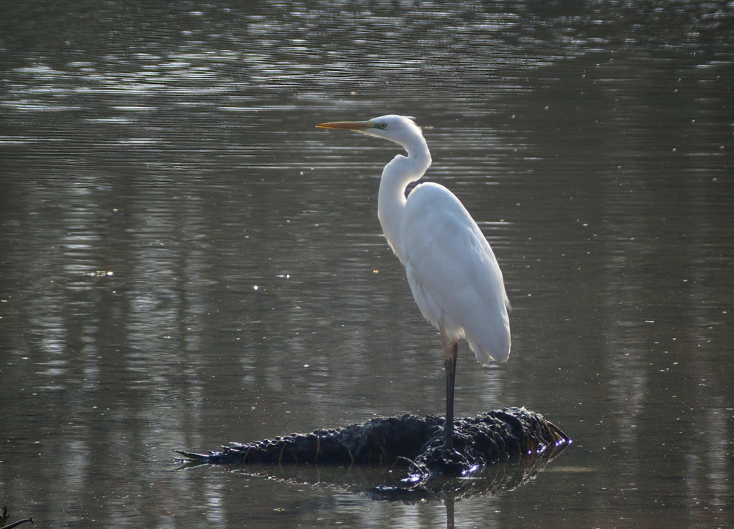 Ardea alba