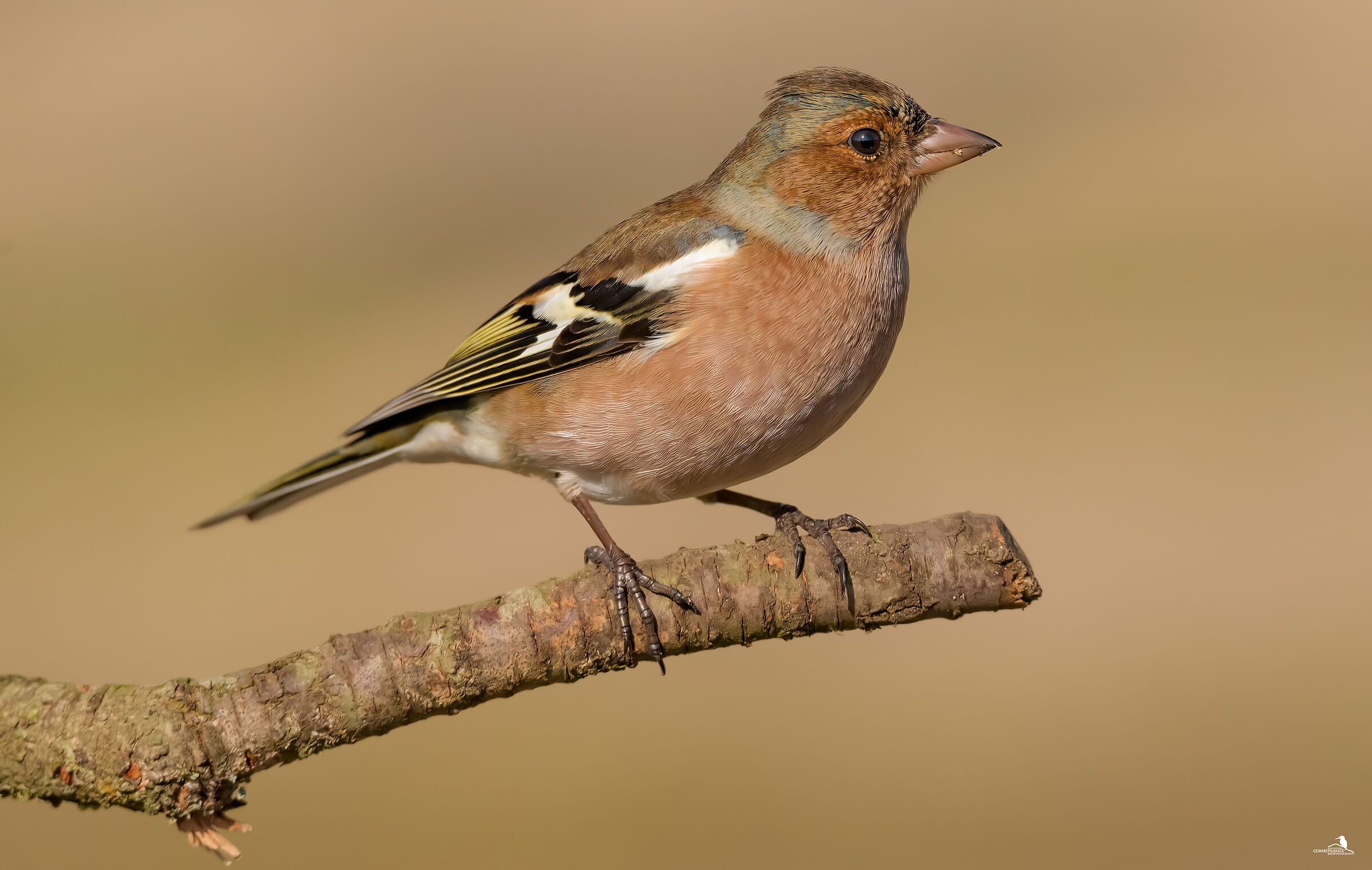 Chaffinch