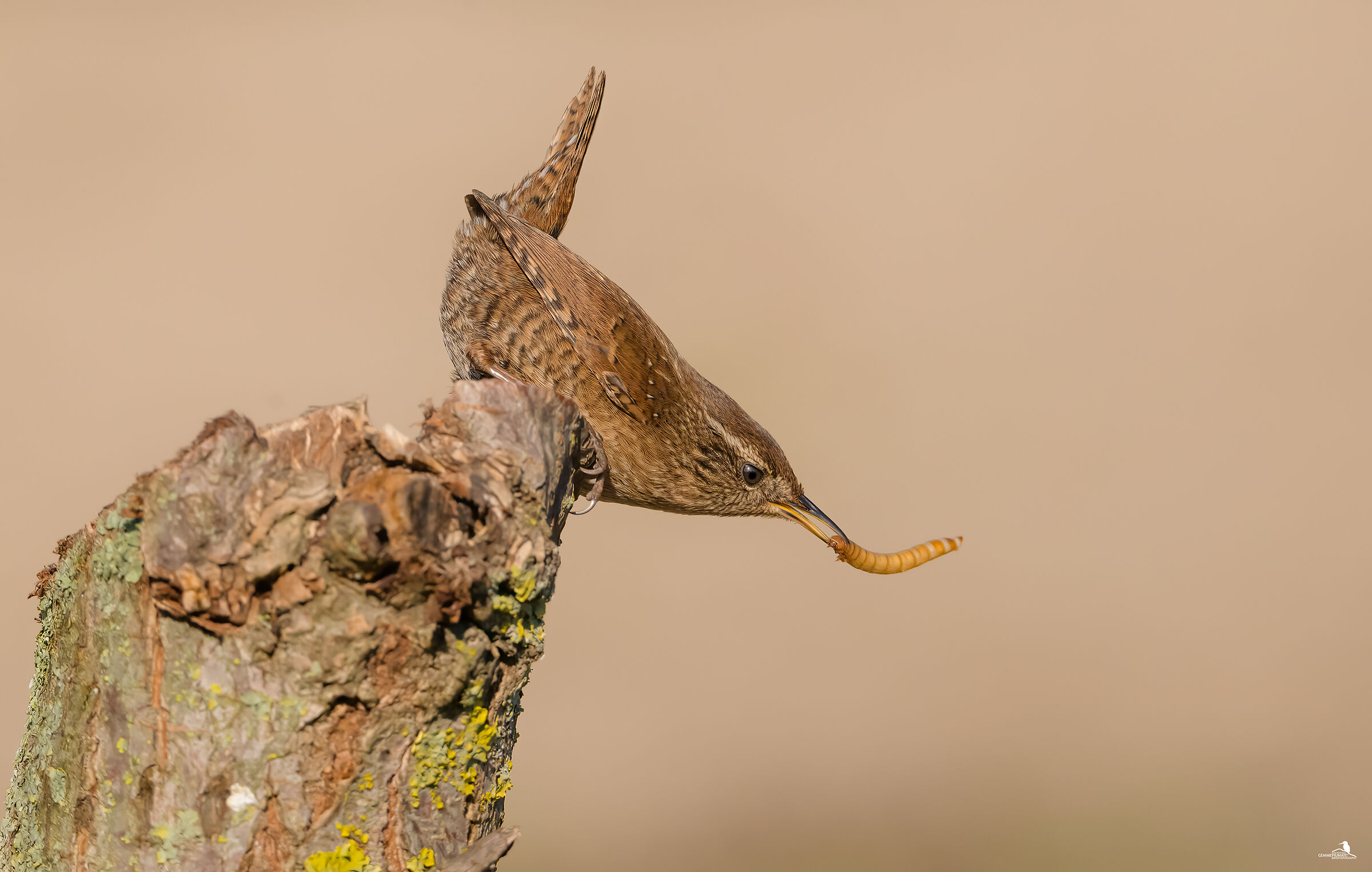 Wren