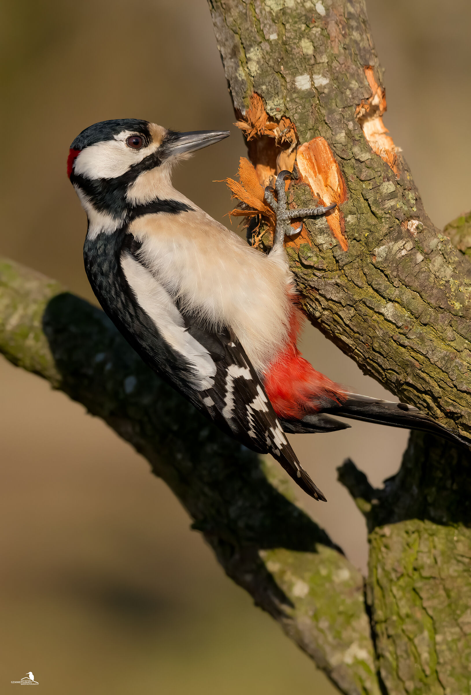 Major red woodpecker (male)