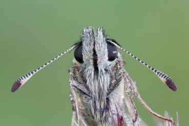 Pyrgus malvae