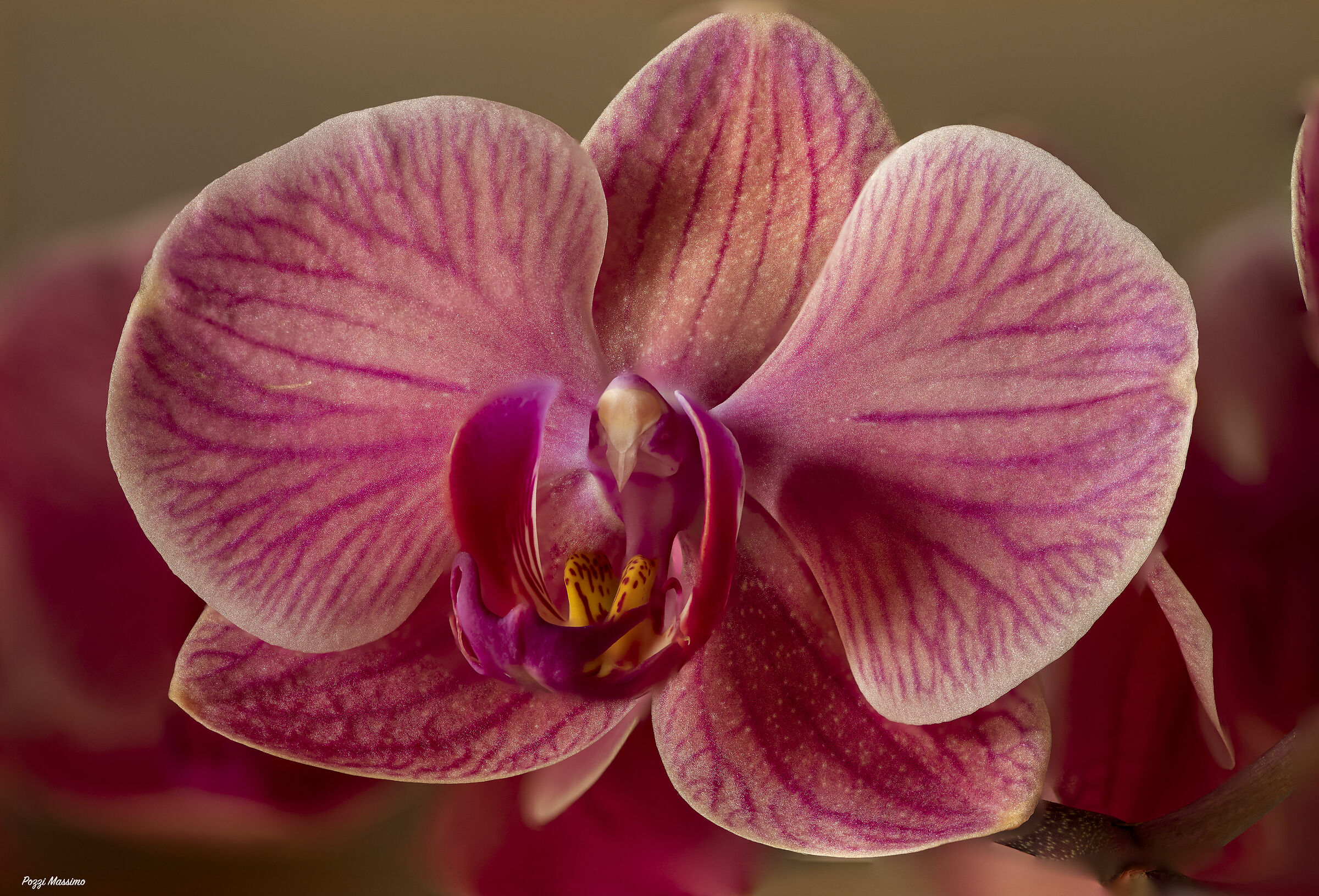 Orchid