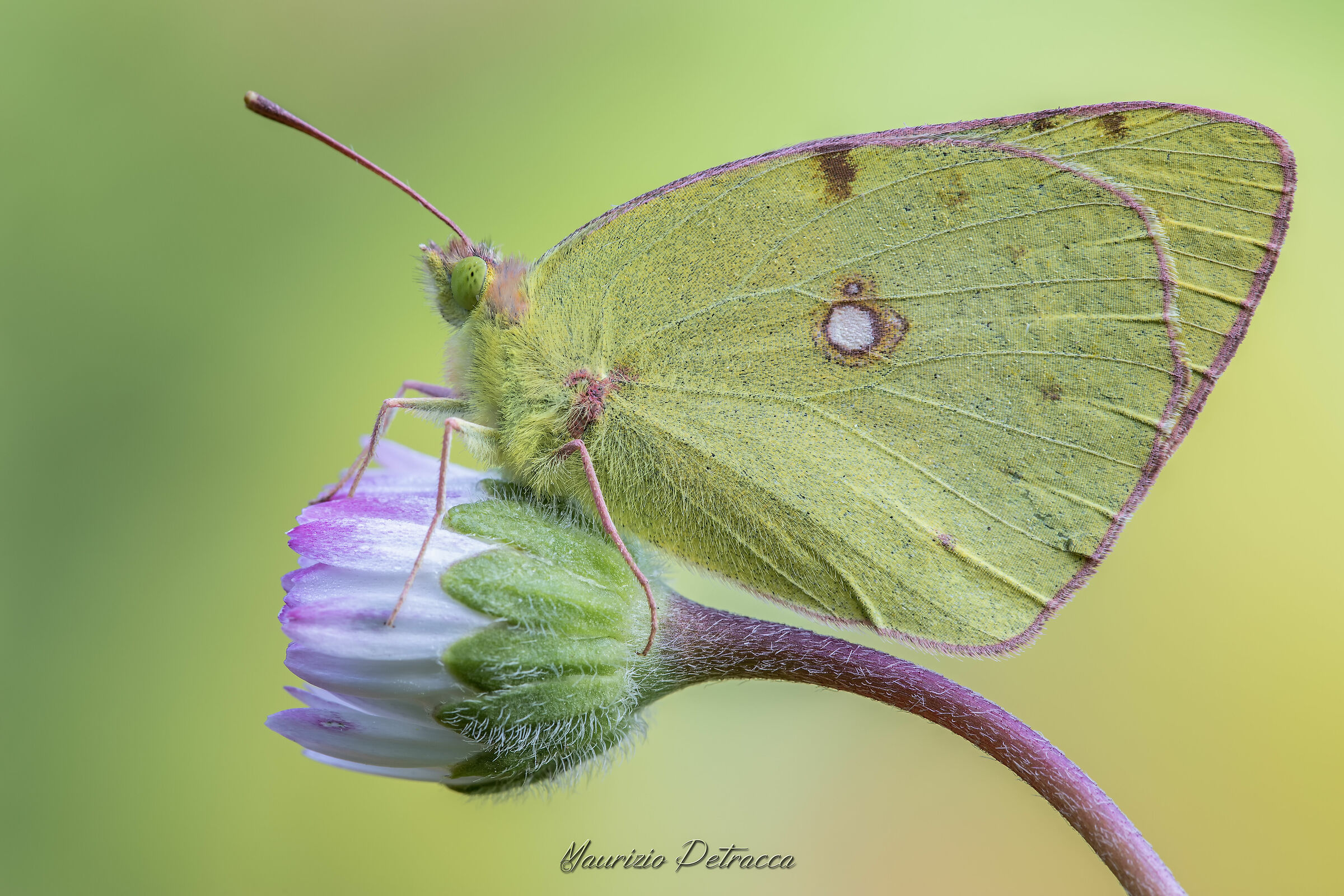 Colias in the foreground
