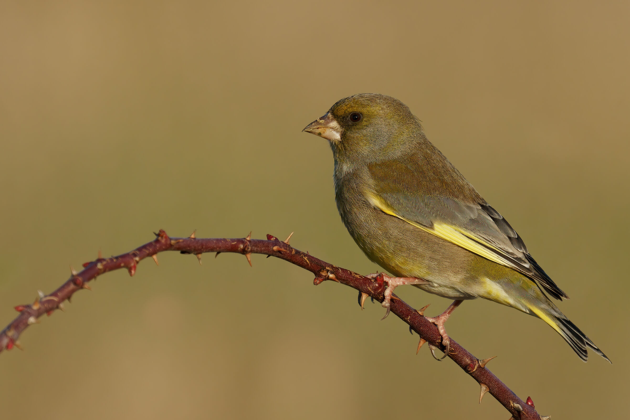 Verdone (Chloris chloris)