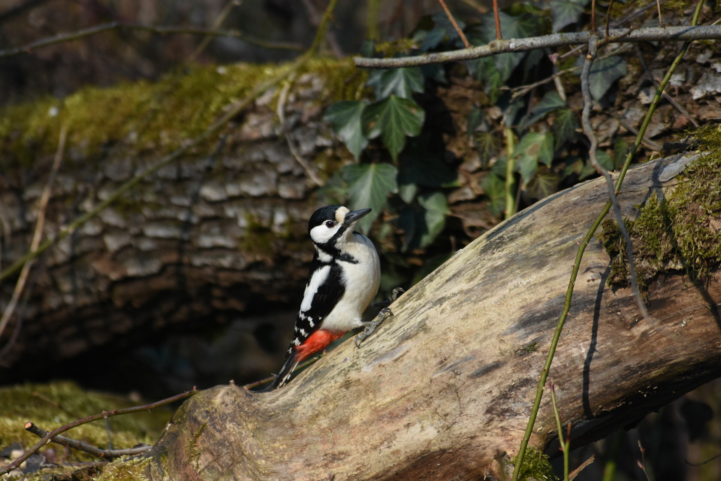 Woodpecker