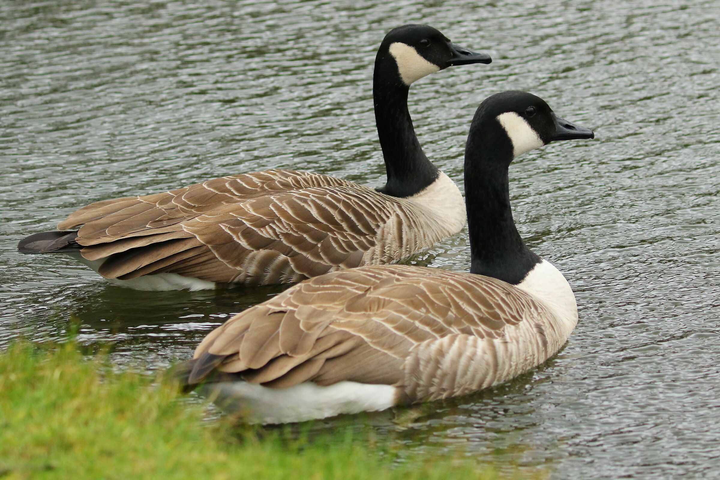 Canadian goose