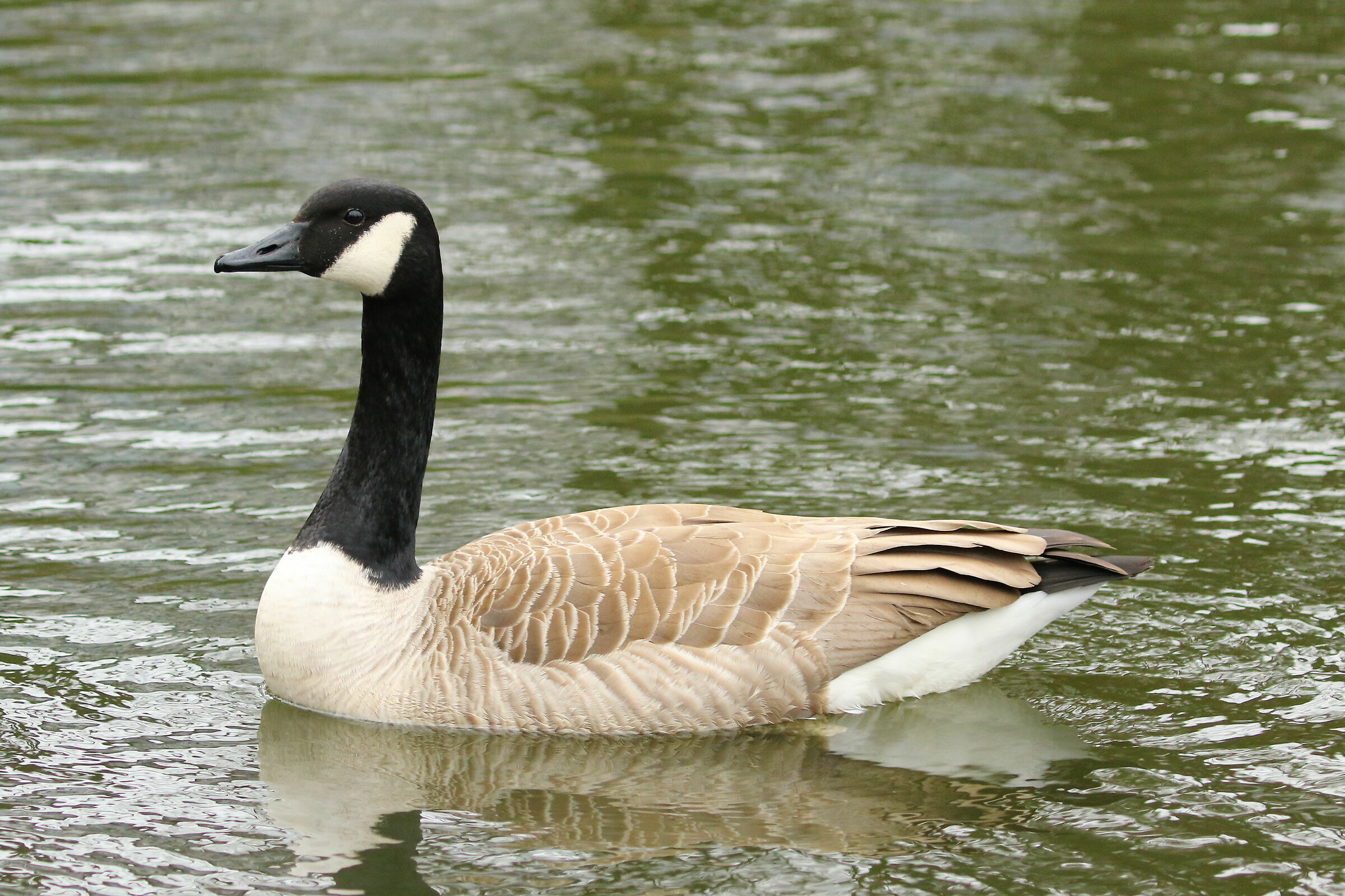Canadian goose