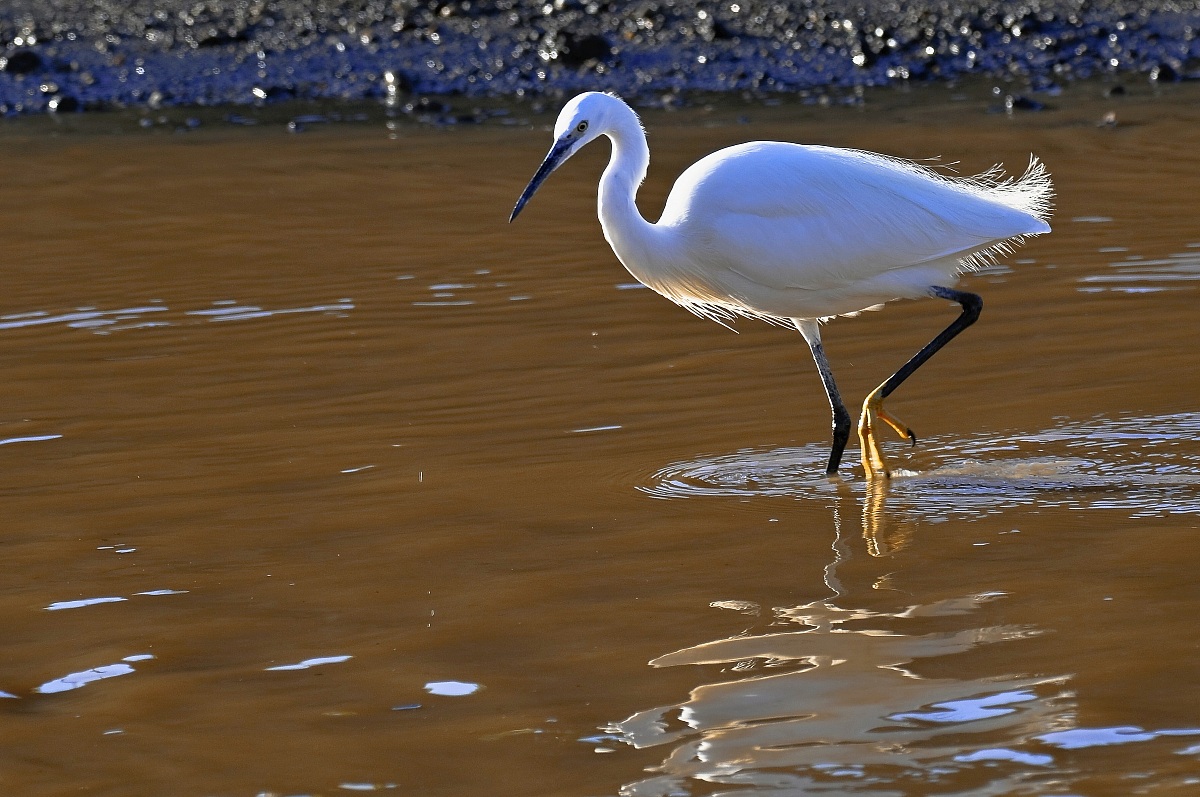 Egret elegance