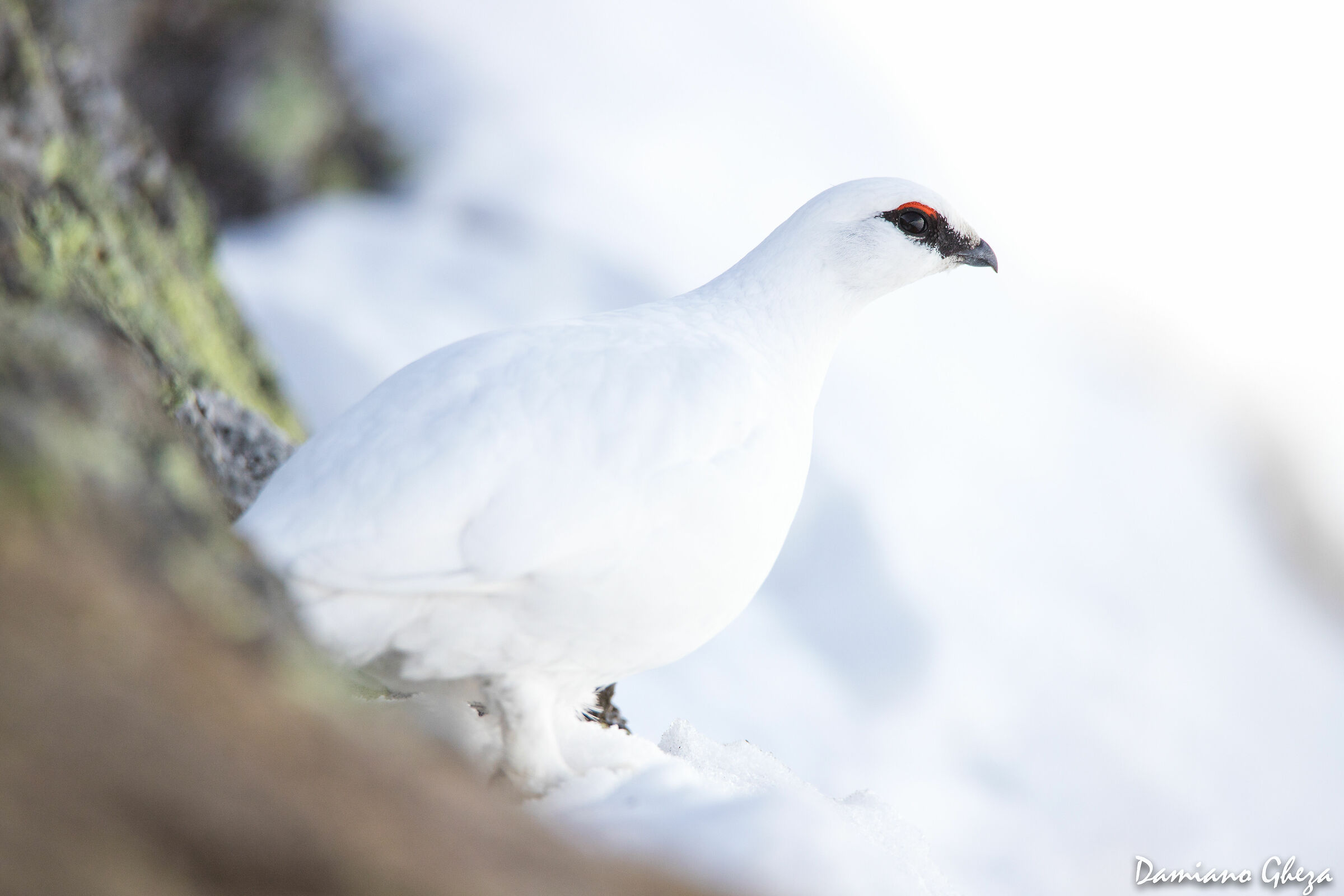 White partridge male