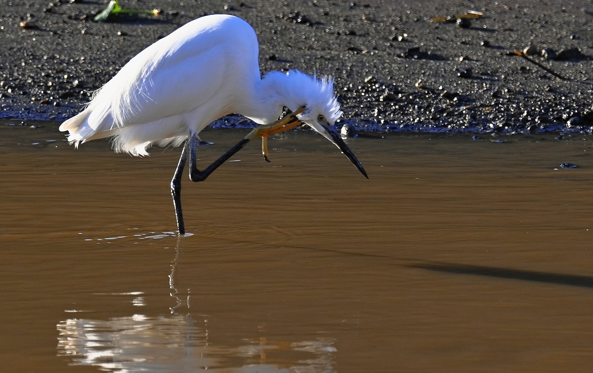 Egret hearing impaired