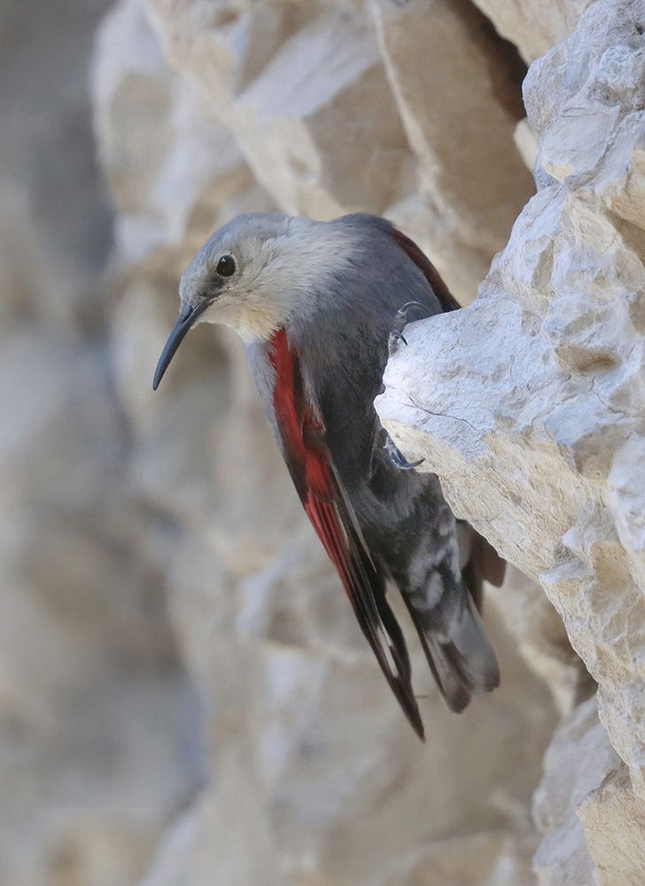 clinging to the woodpecker wall rock