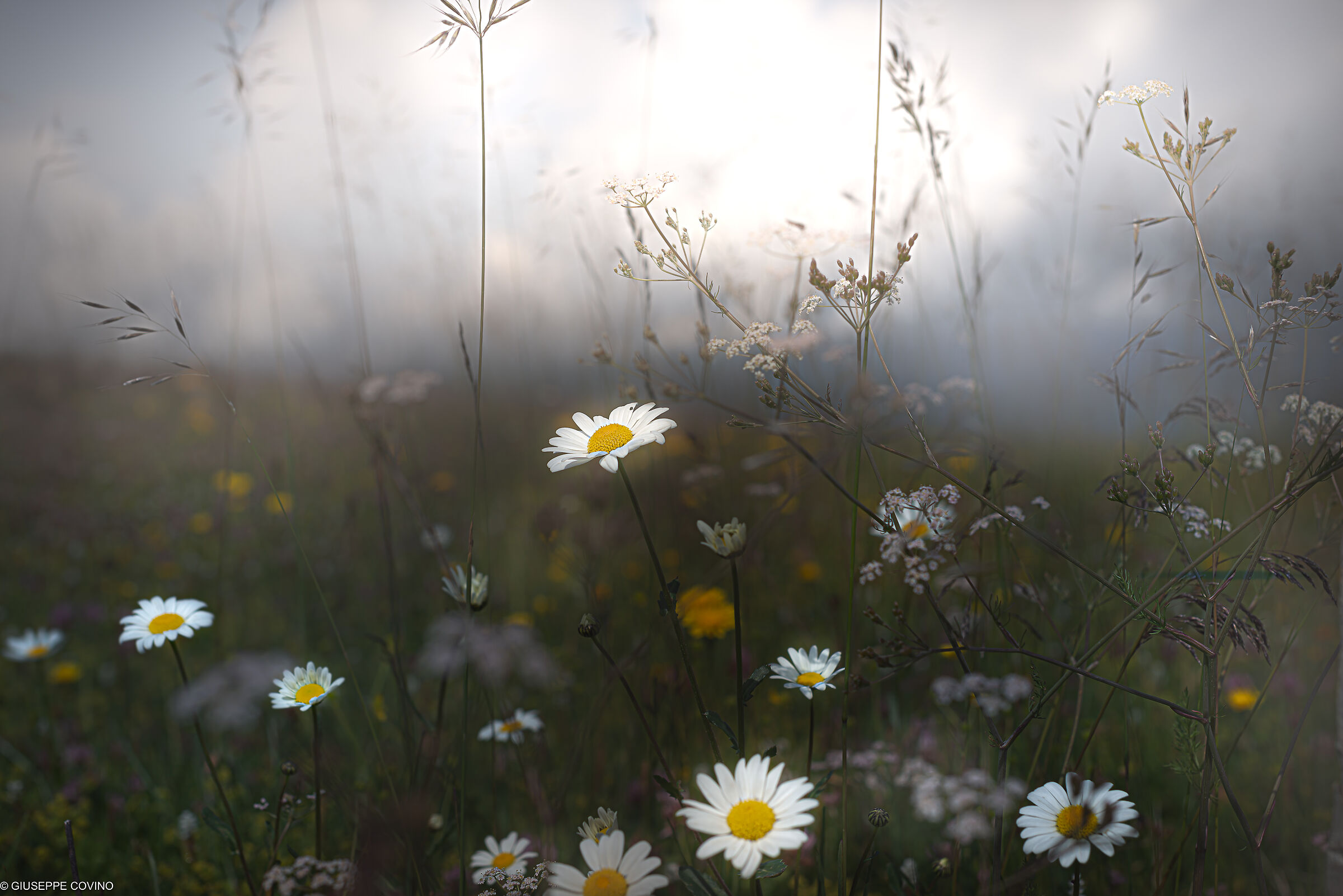 The Flowers of the Alps