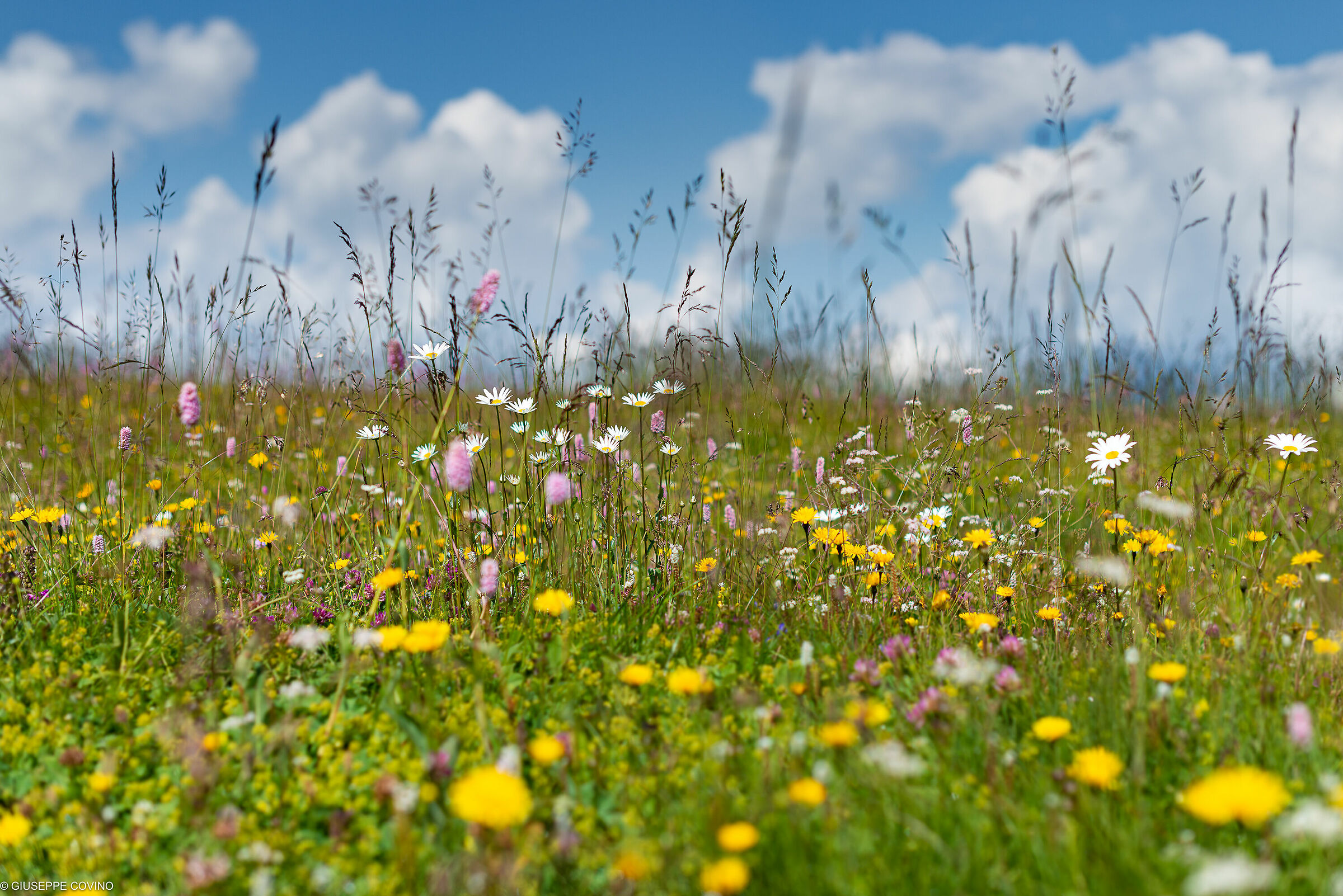 I fiori dell'Alpe II
