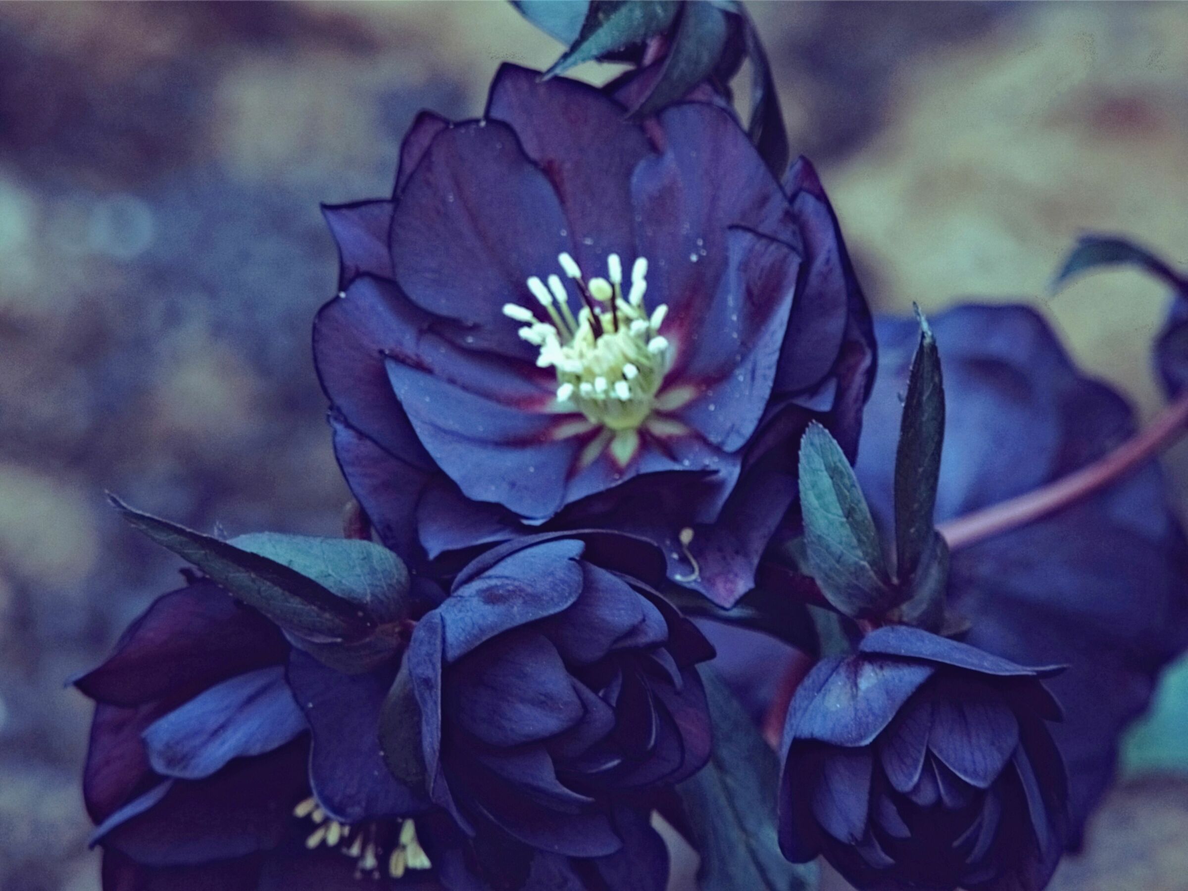 Helleborus double black