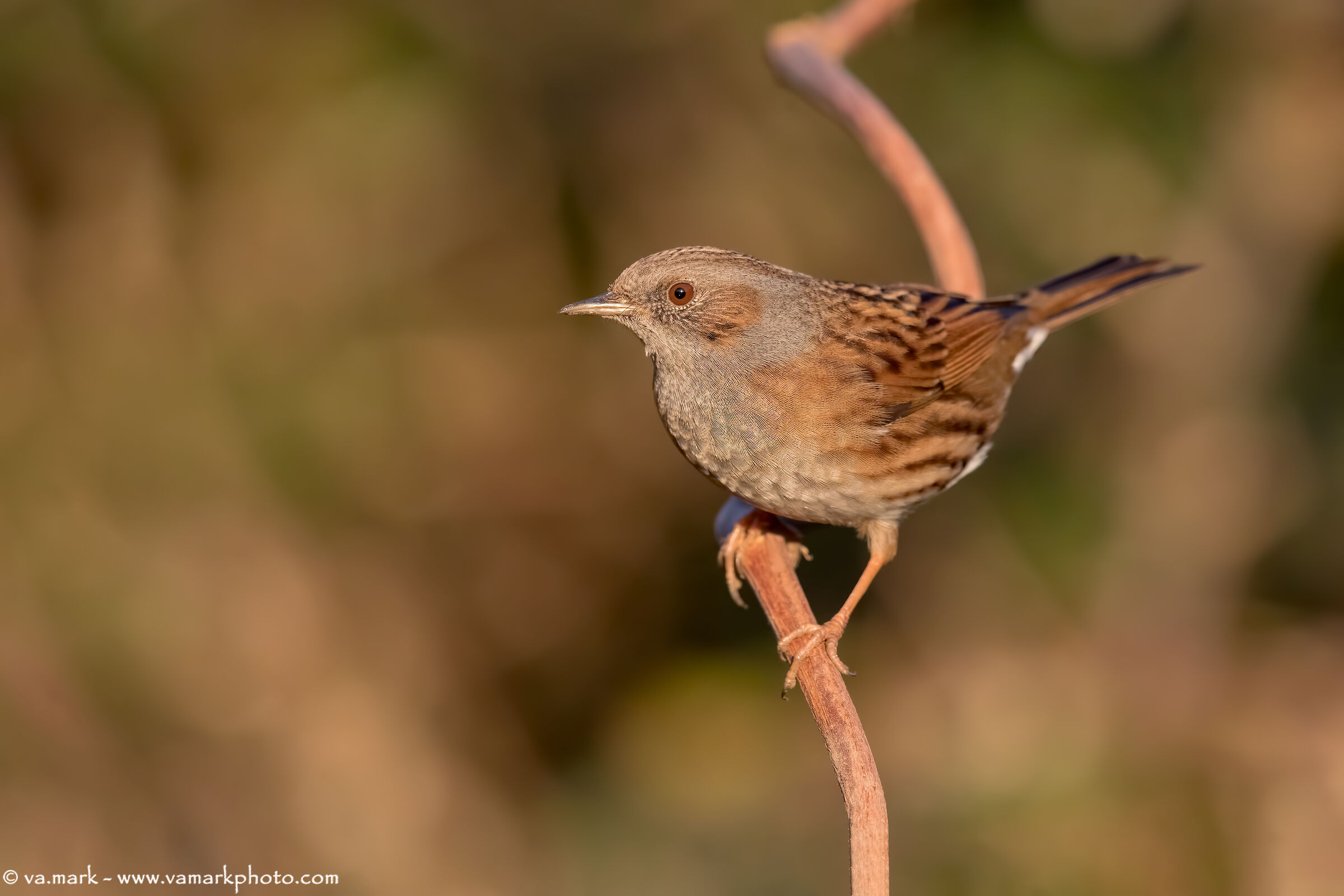Sparrow Scopaiola