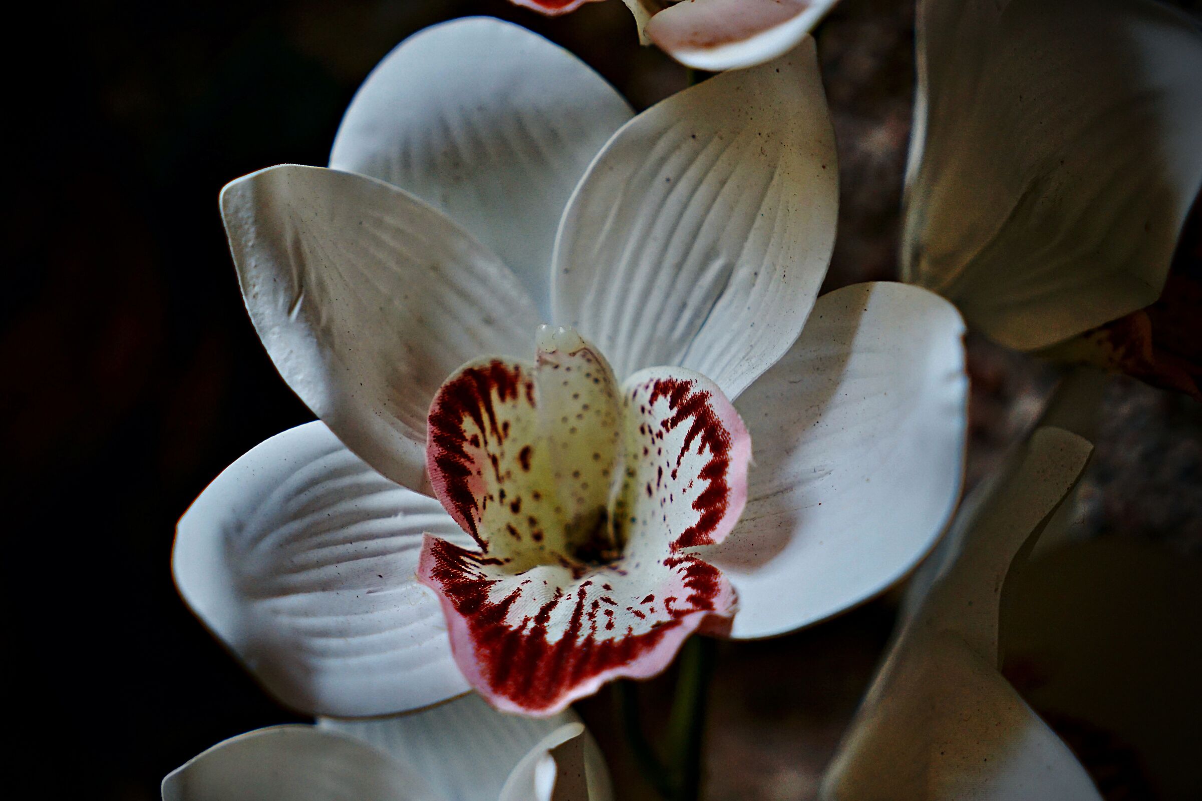 Orchid