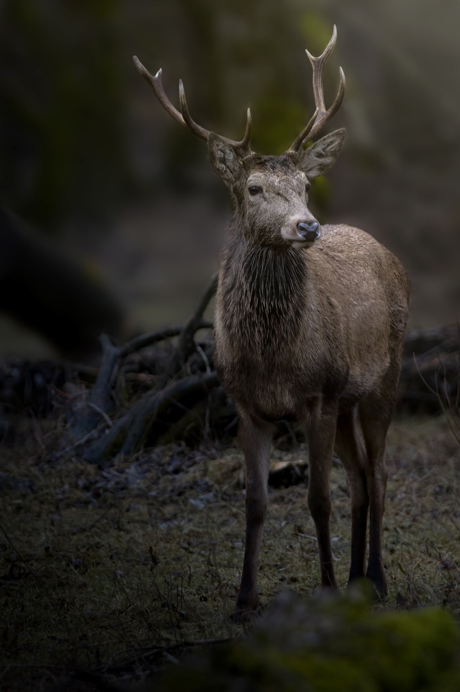 Deer.