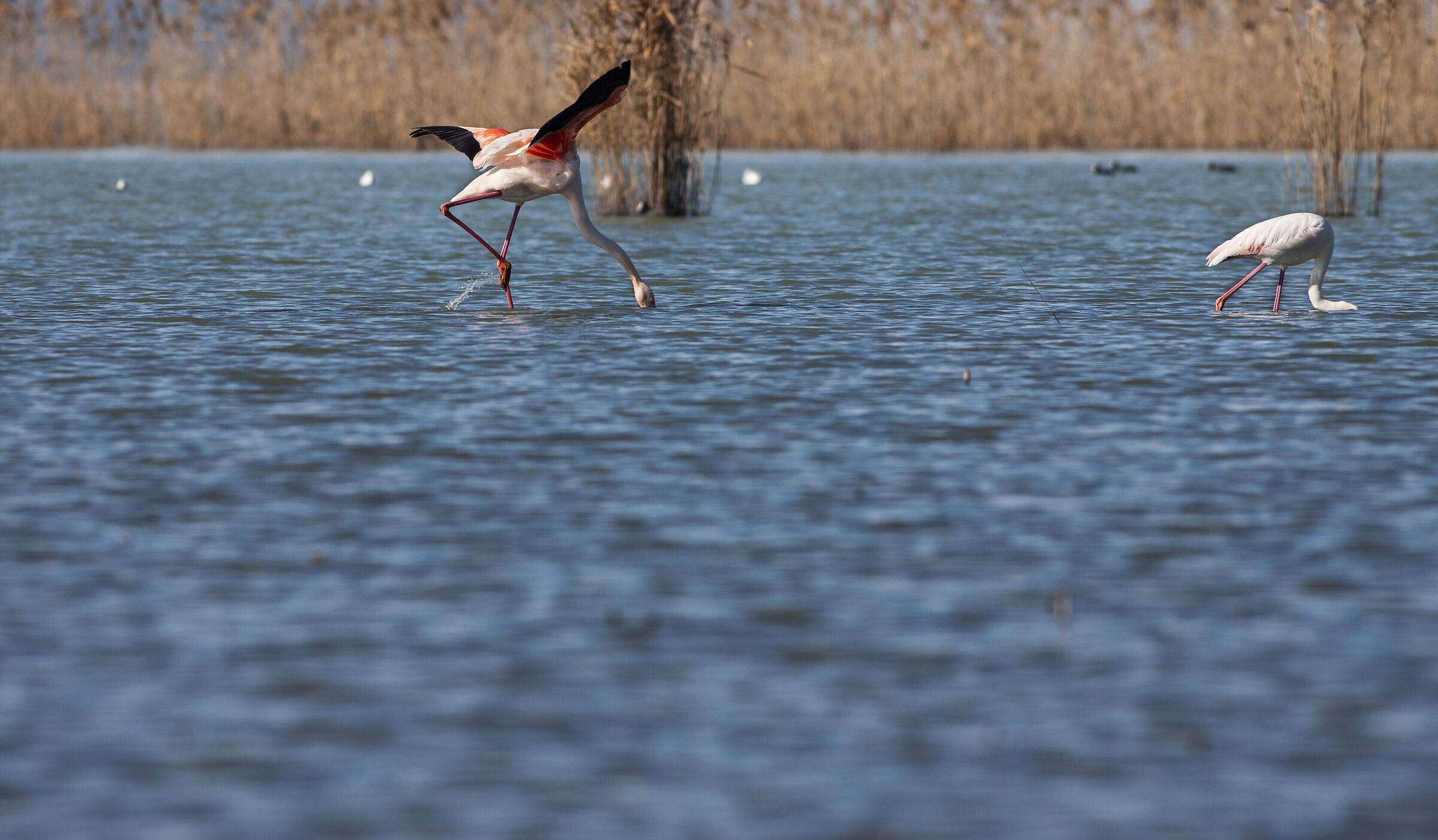 Fenicotteri rosa del Trasimeno