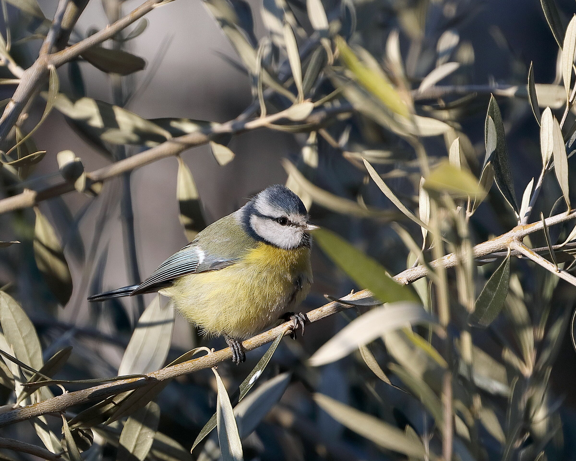 Cinciarella tra gli ulivi