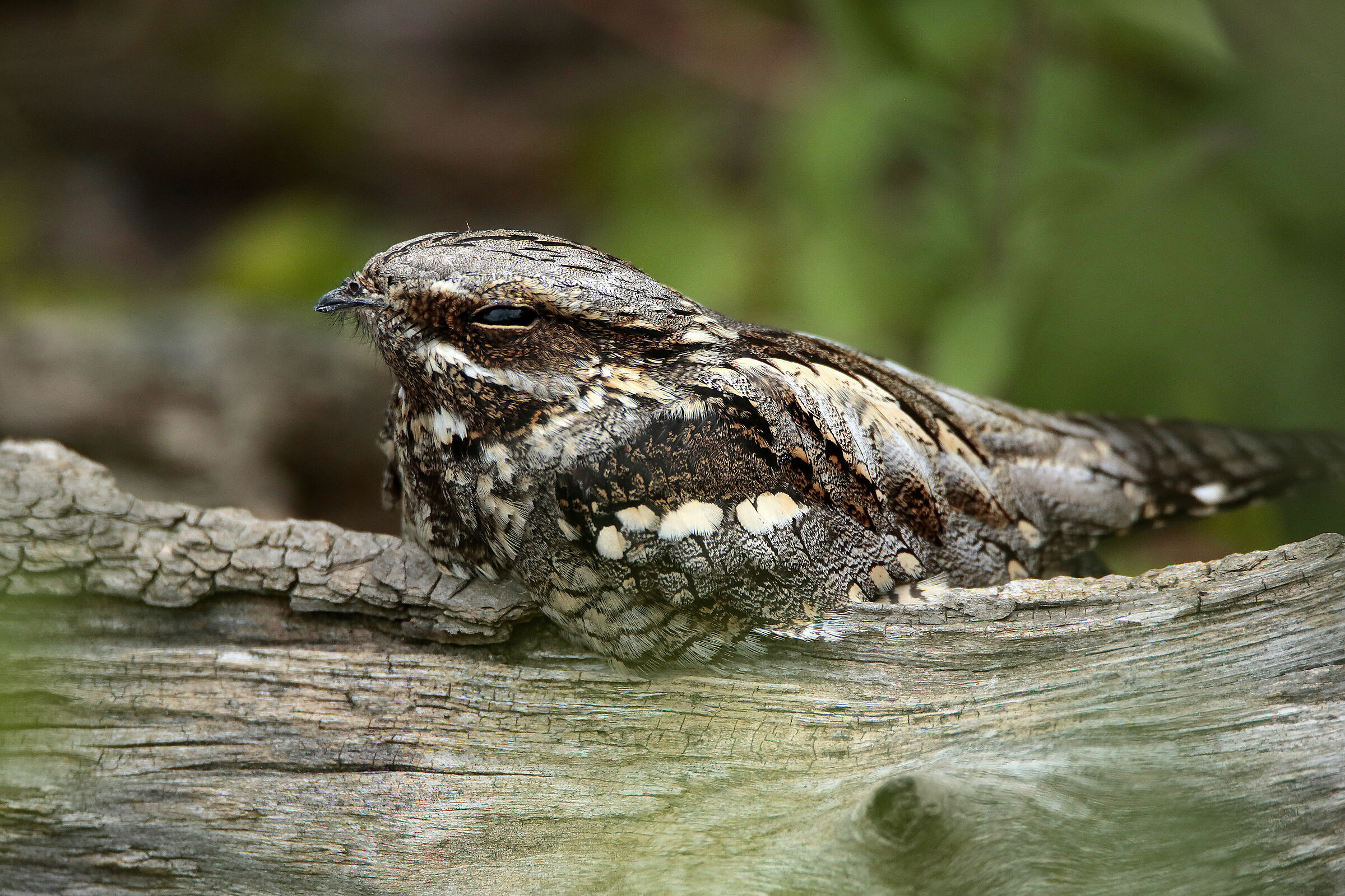 succiacapre (Caprimulgus europaeus)