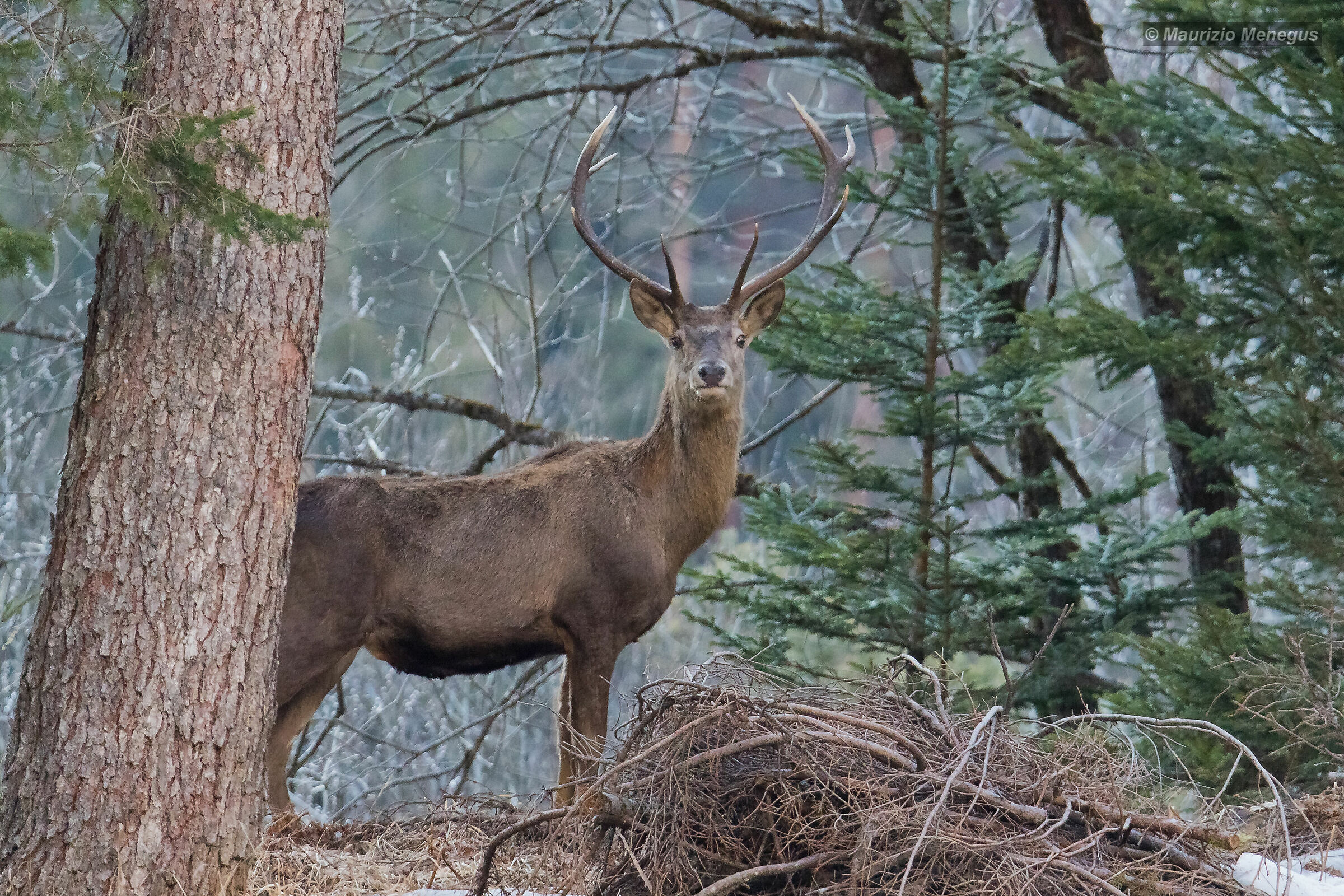 Cervo Febbraio 2020