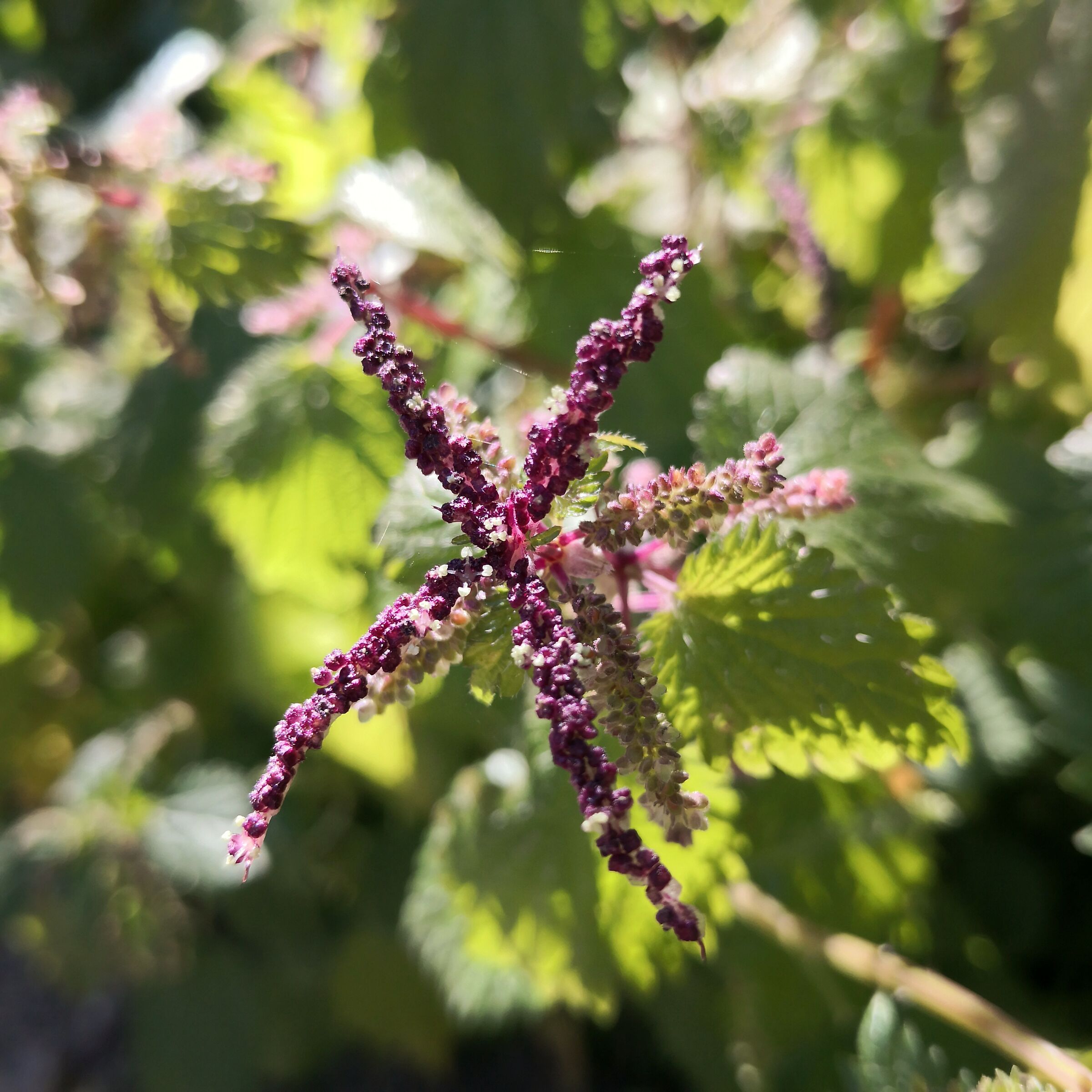 Nettle Flower
