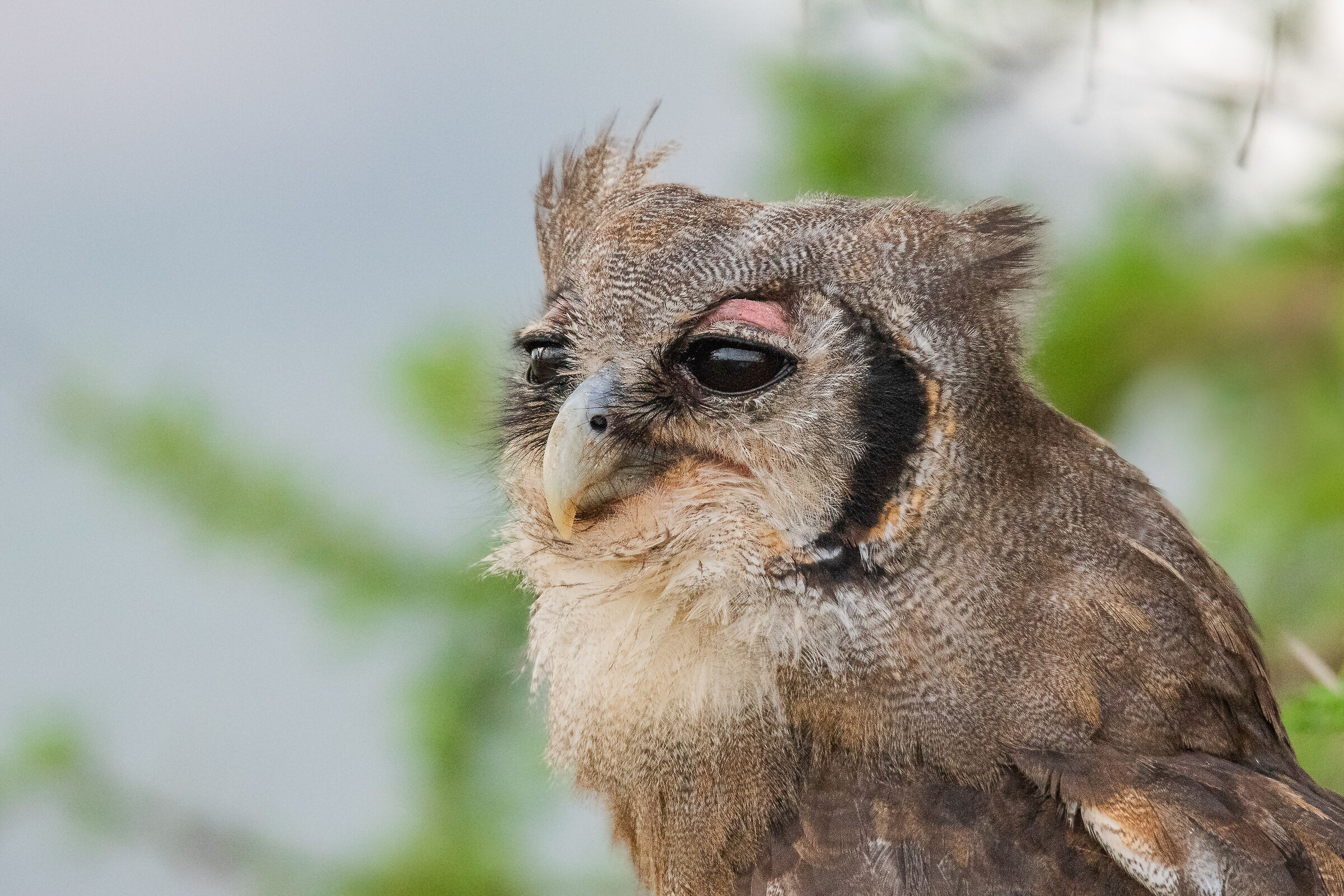 kenyan owl
