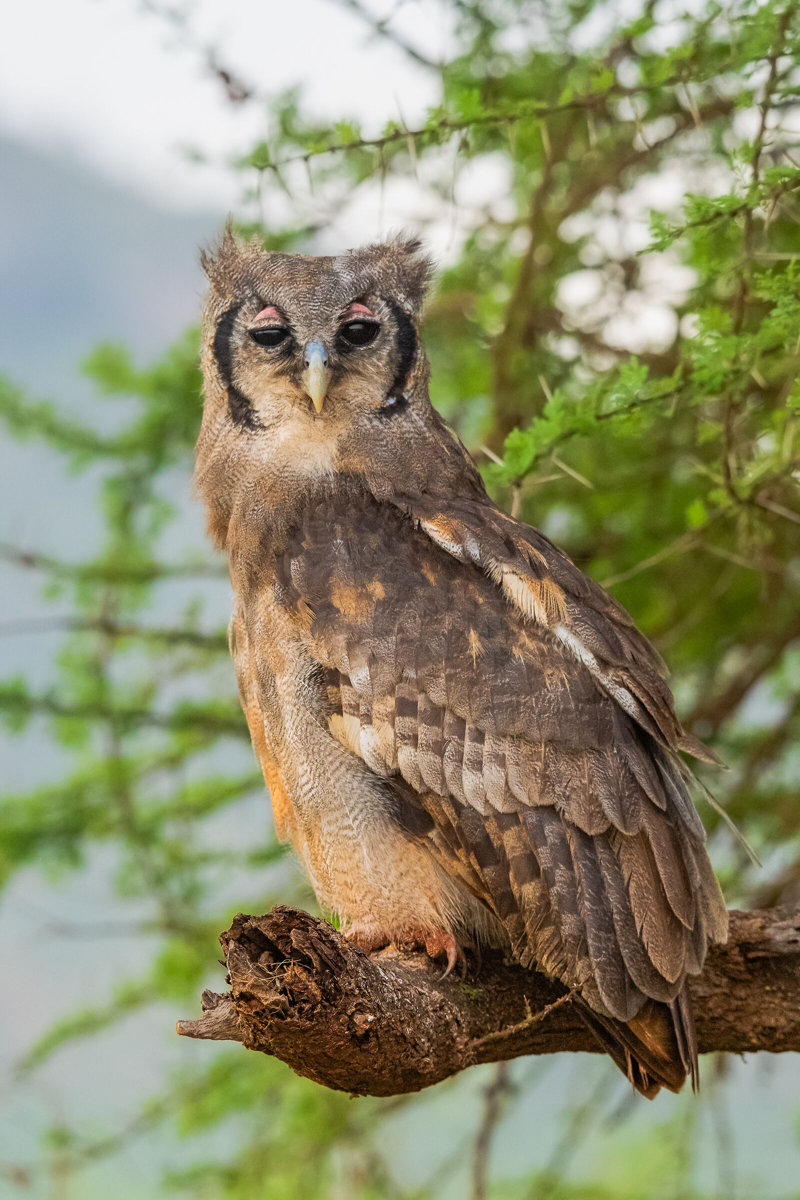 kenyan owl