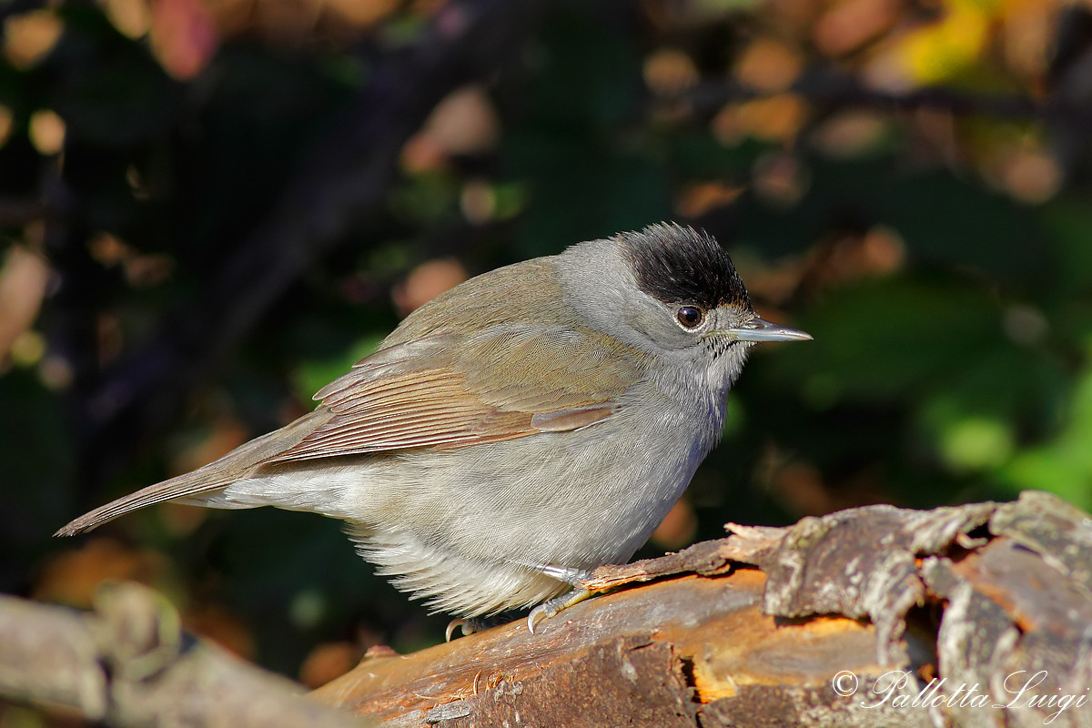 Blackcap (Sylvia atricapilla)