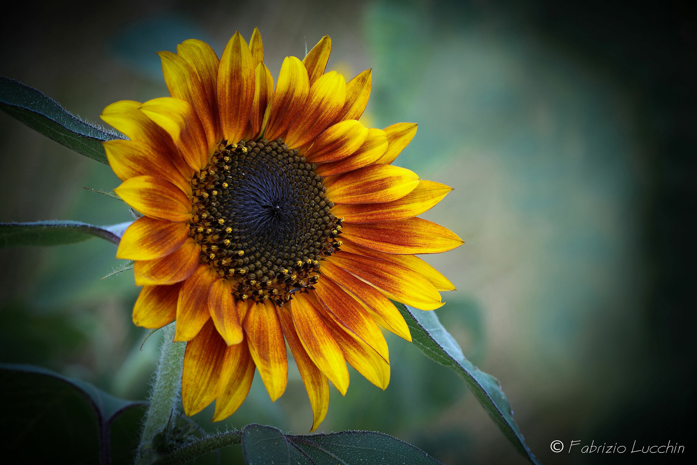 Girasole