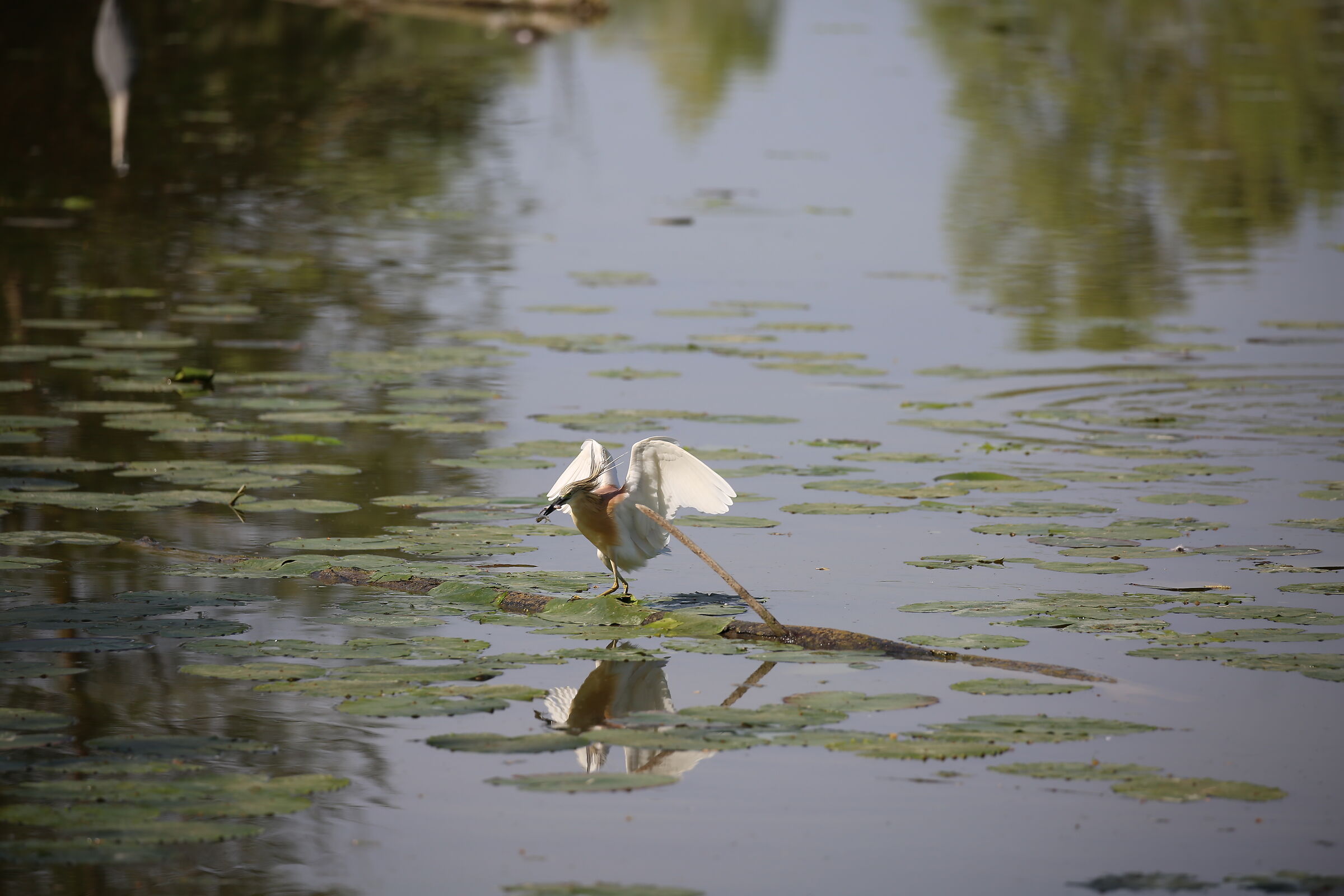 Sgarza con doppia cattura