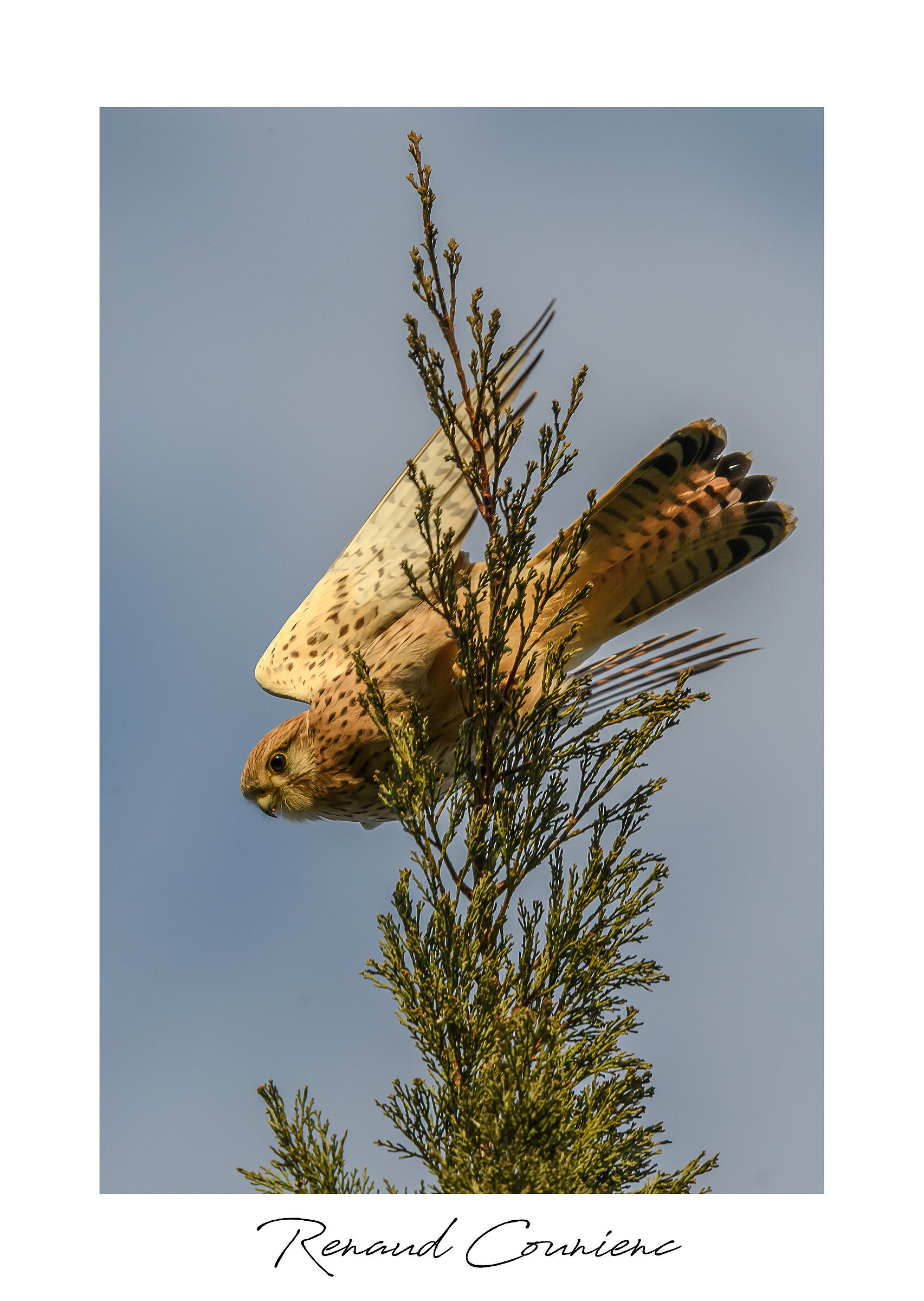 Ready to dive on starlings!