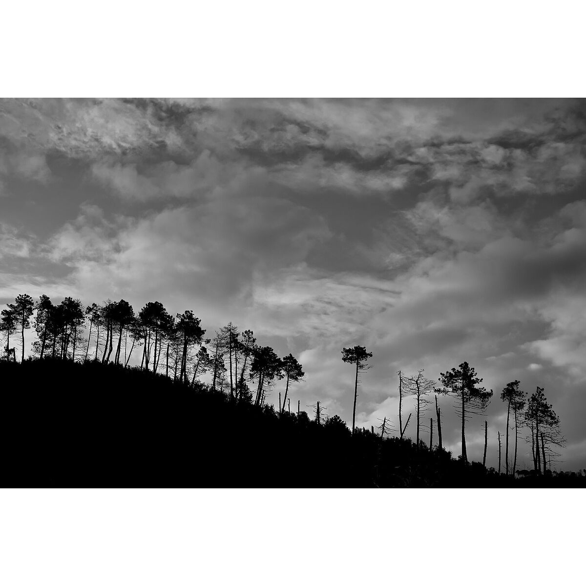 Trees