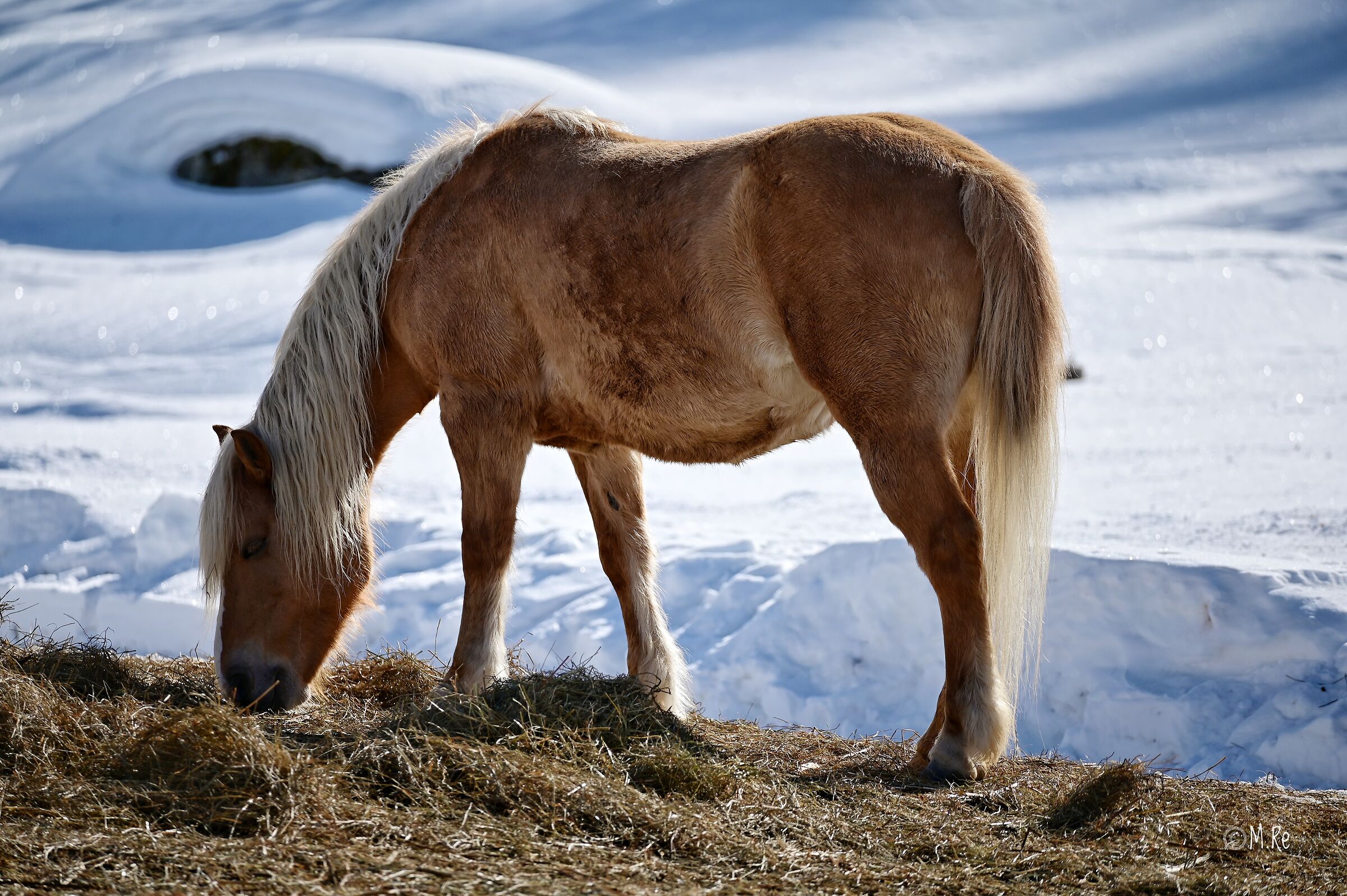 Un cheval en Cheneil