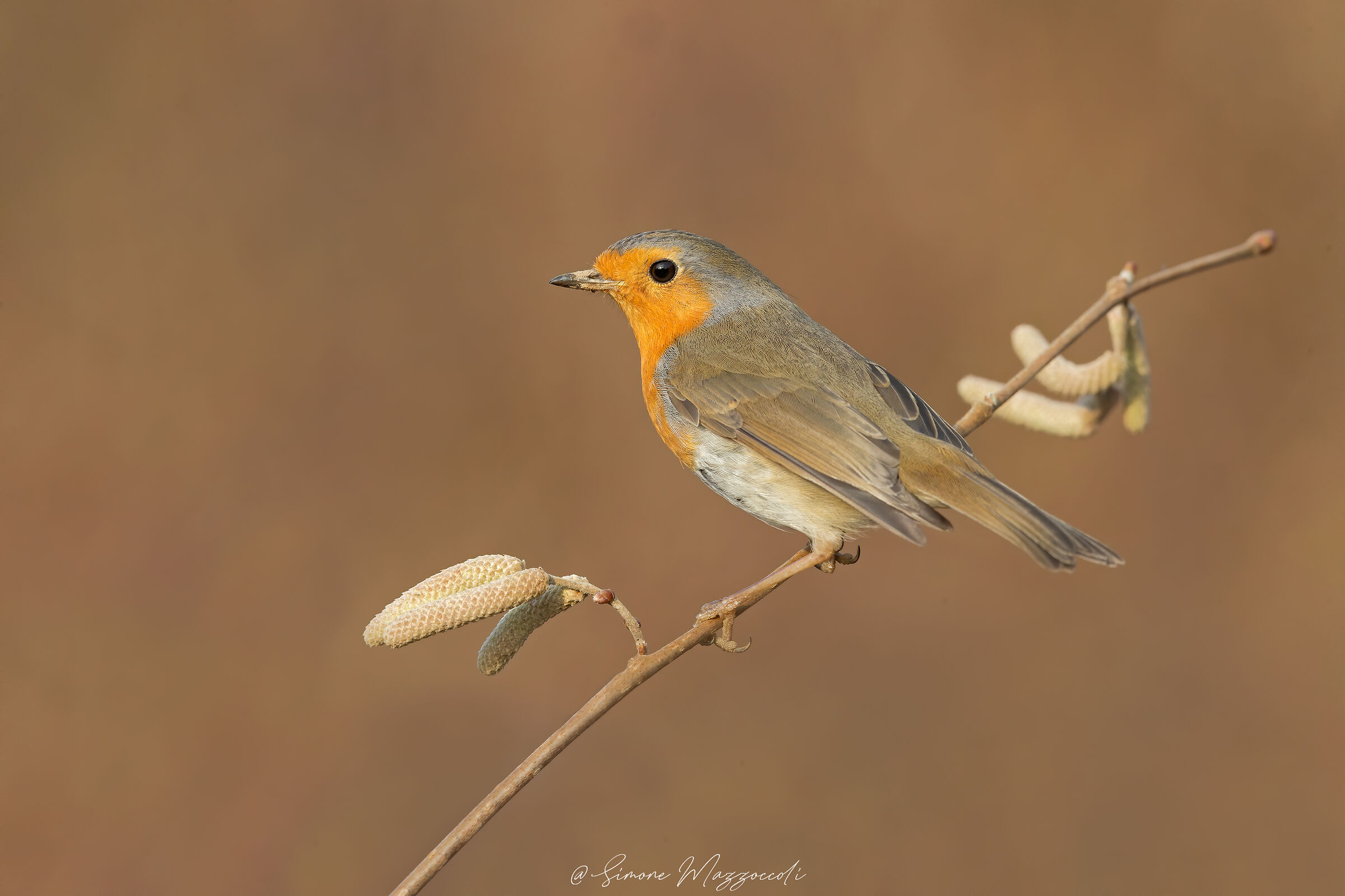 Robin