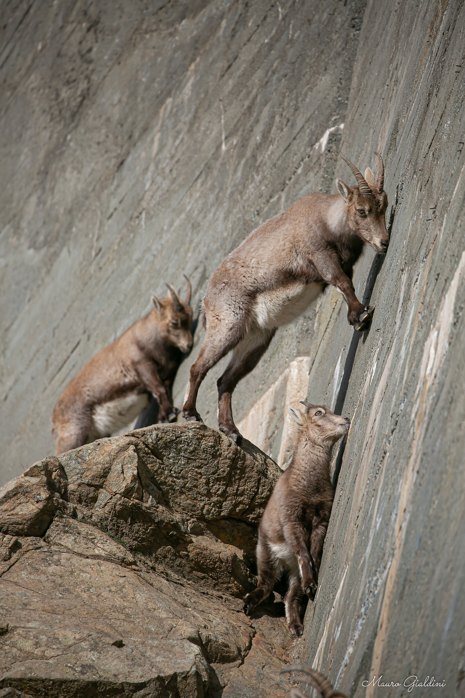 La ricerca del salnitro