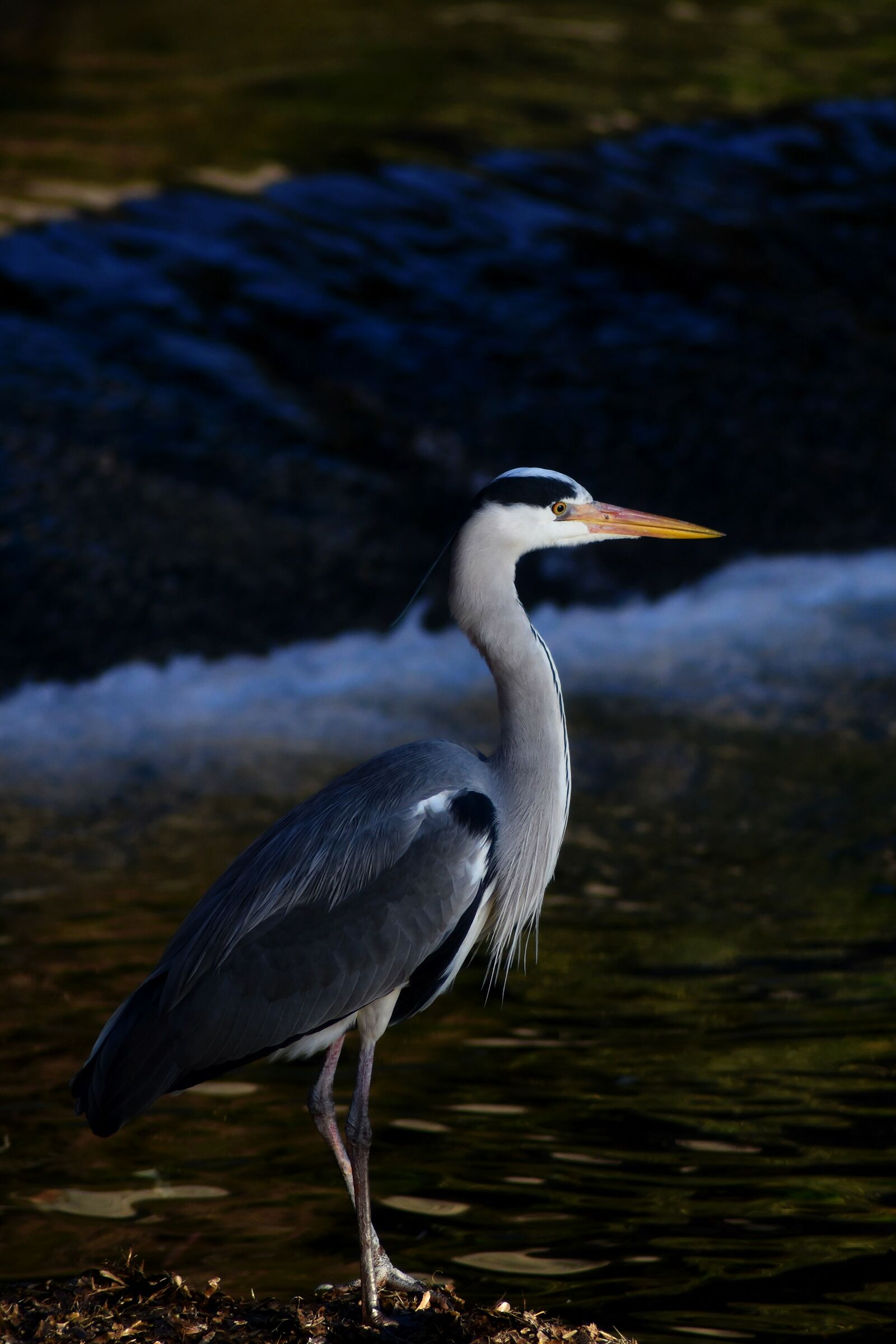 Ash heron