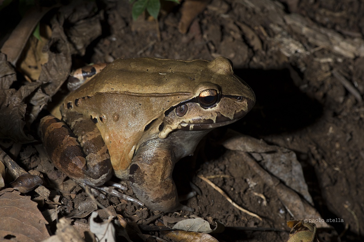 Smoky Jungle Frog