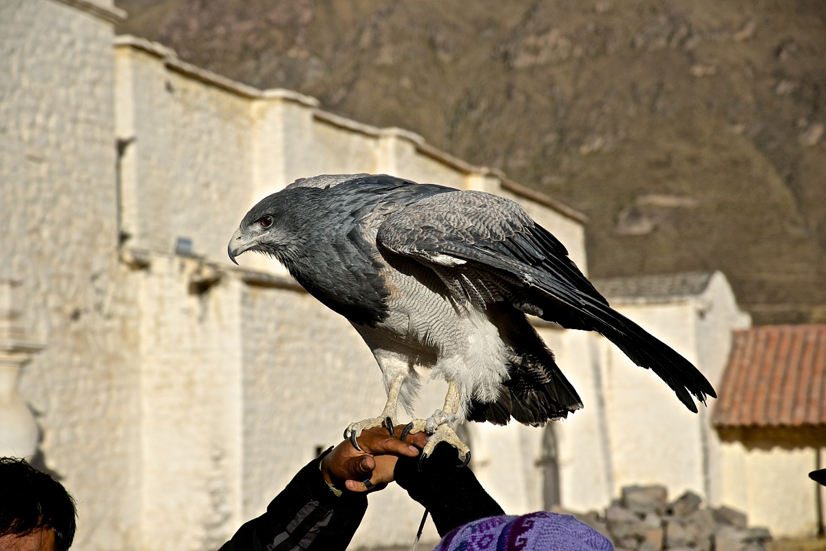Aquila poiana pettonero