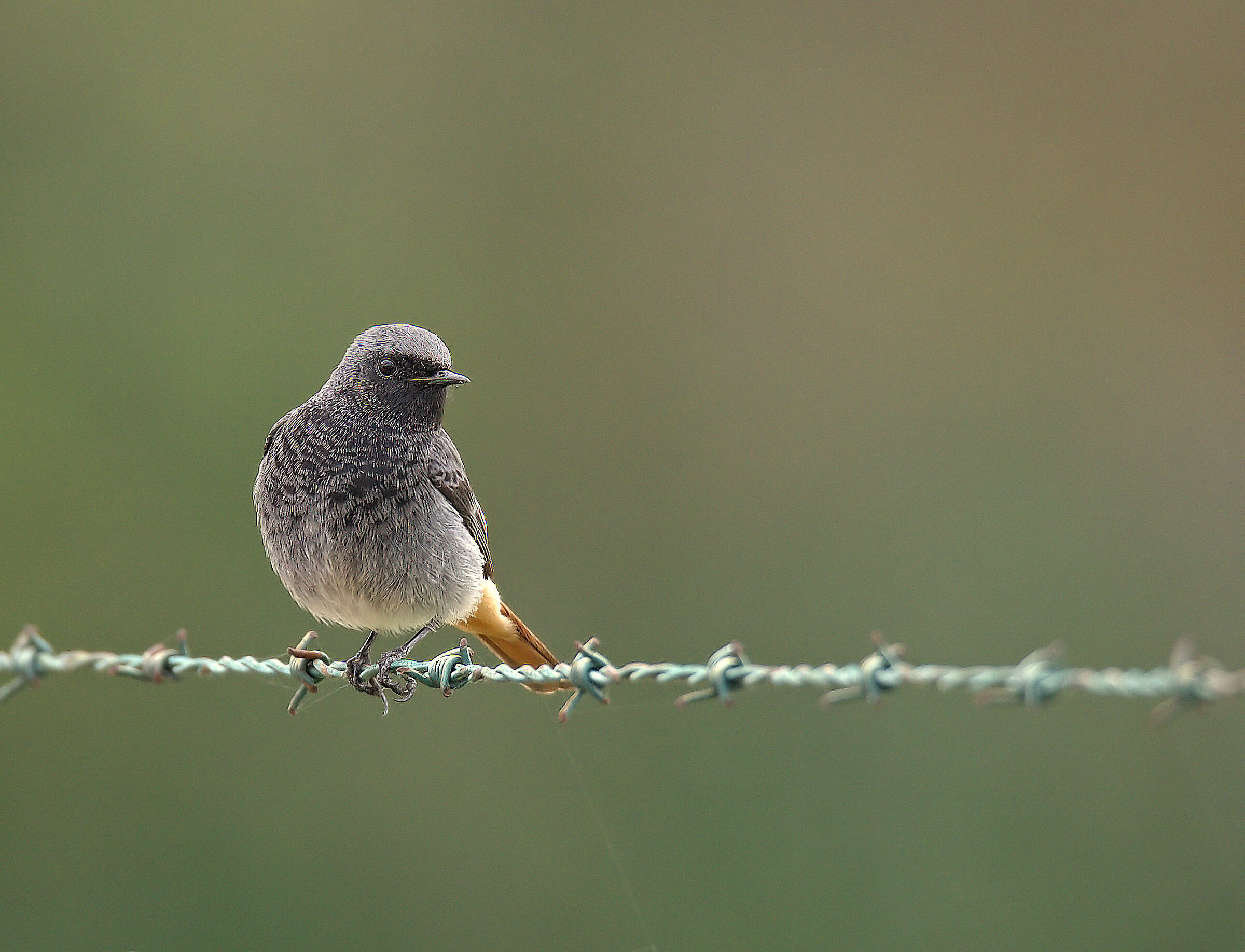 Red codirosso male chimney sweep