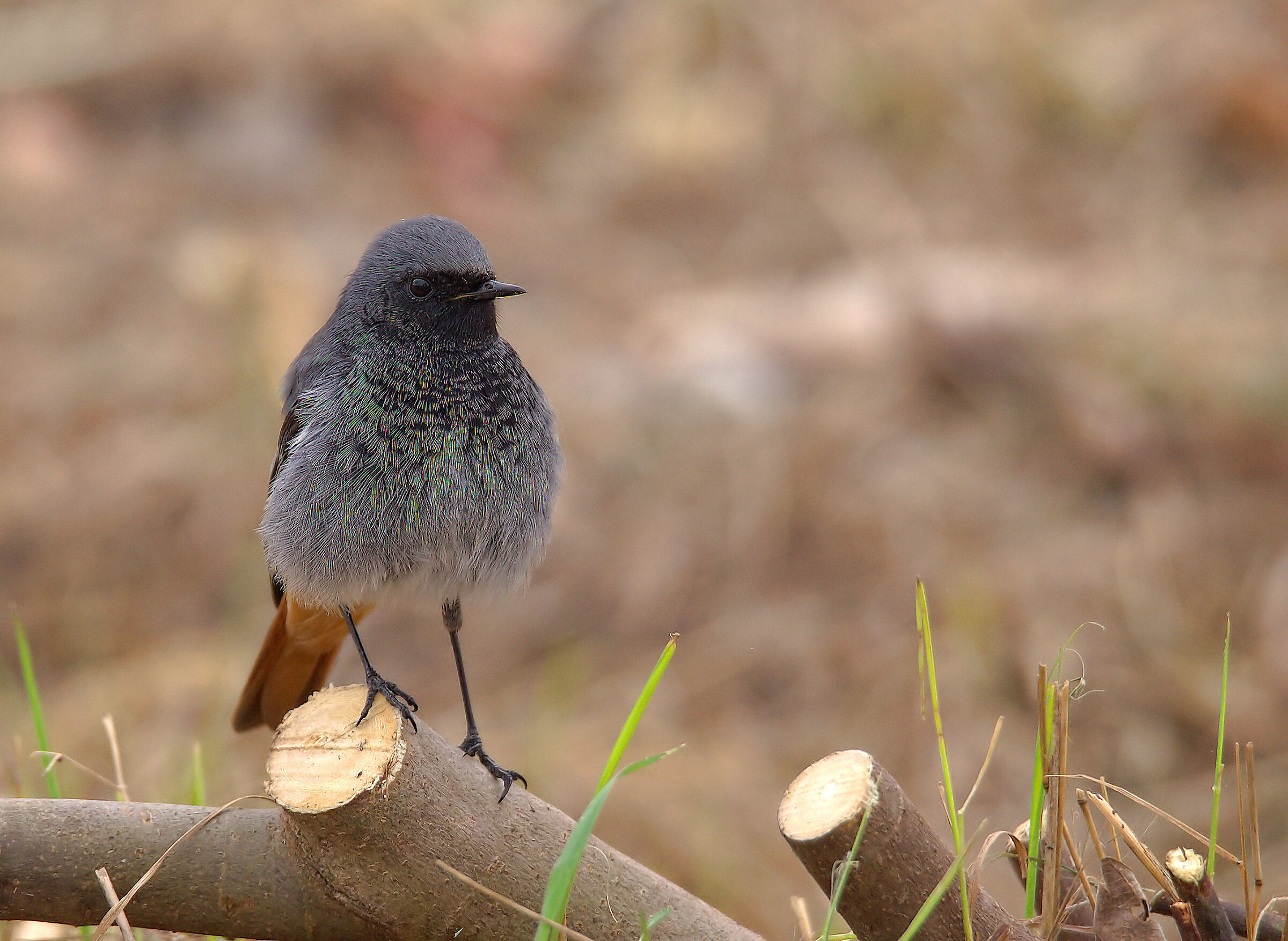 Red codirosso male chimney sweep